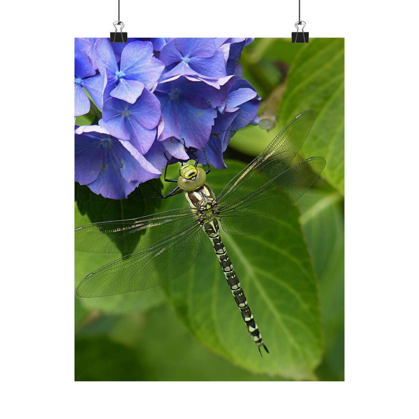 Green dragonfly on a leaf with blue flowers in the background