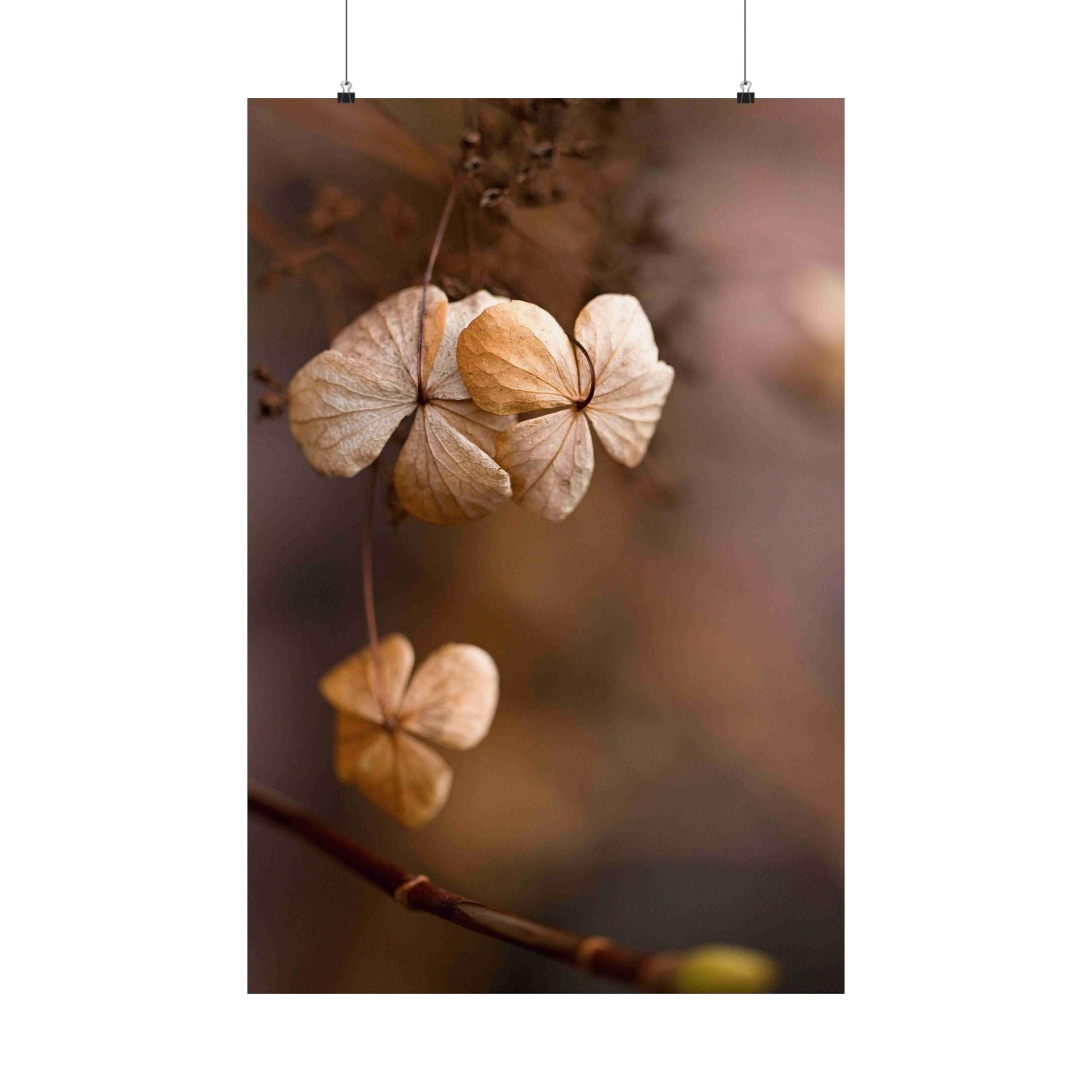 Close-up of dried flowers on a branch with a blurred background