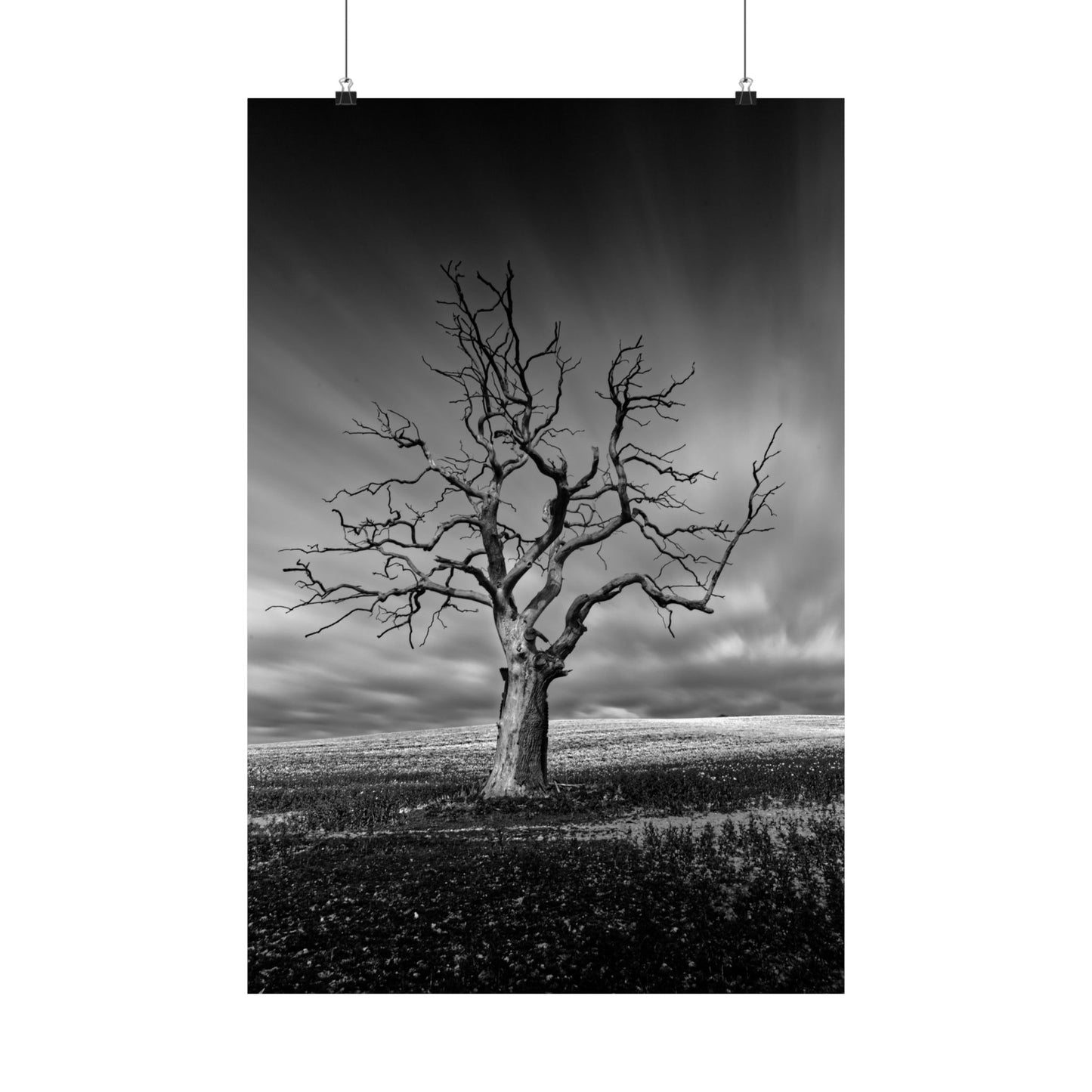 Black and white photograph of a bare tree against a stormy sky