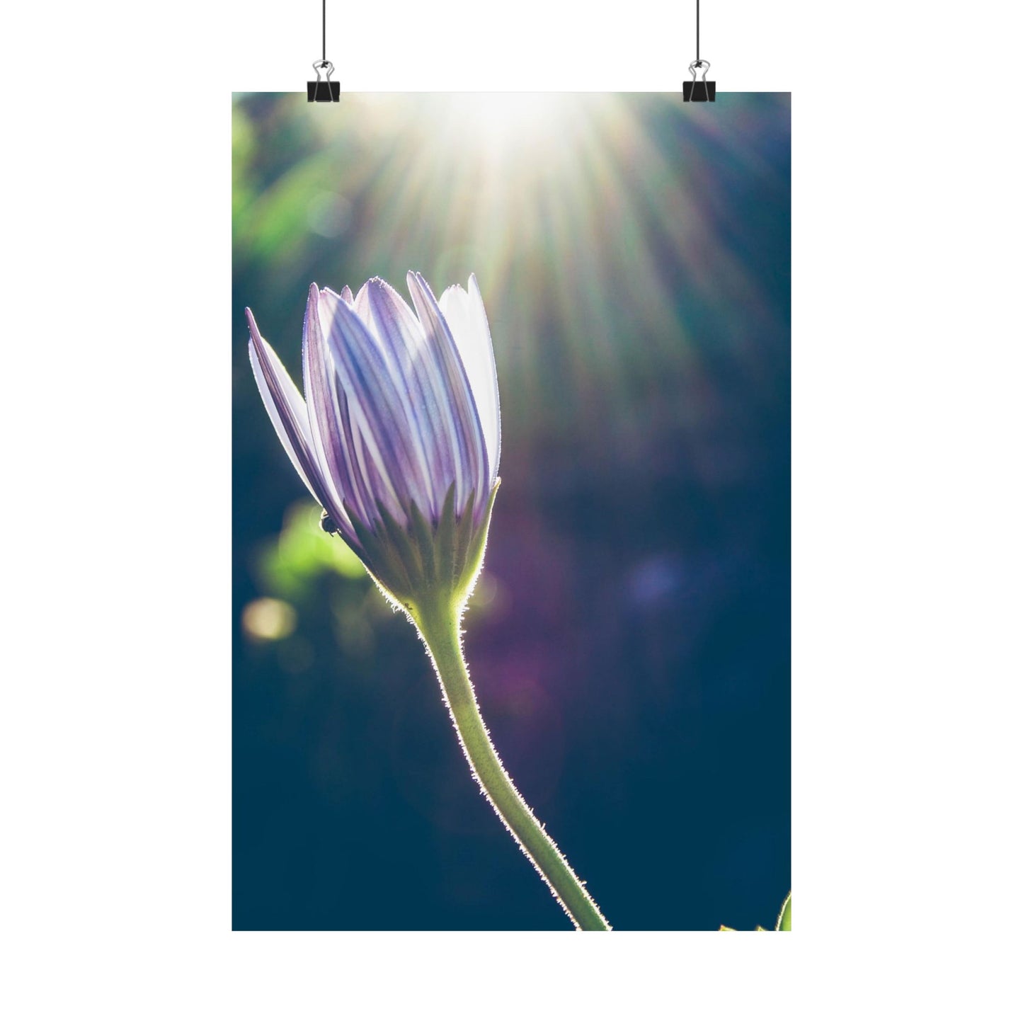 Flower with sunlight shining through, on a white background