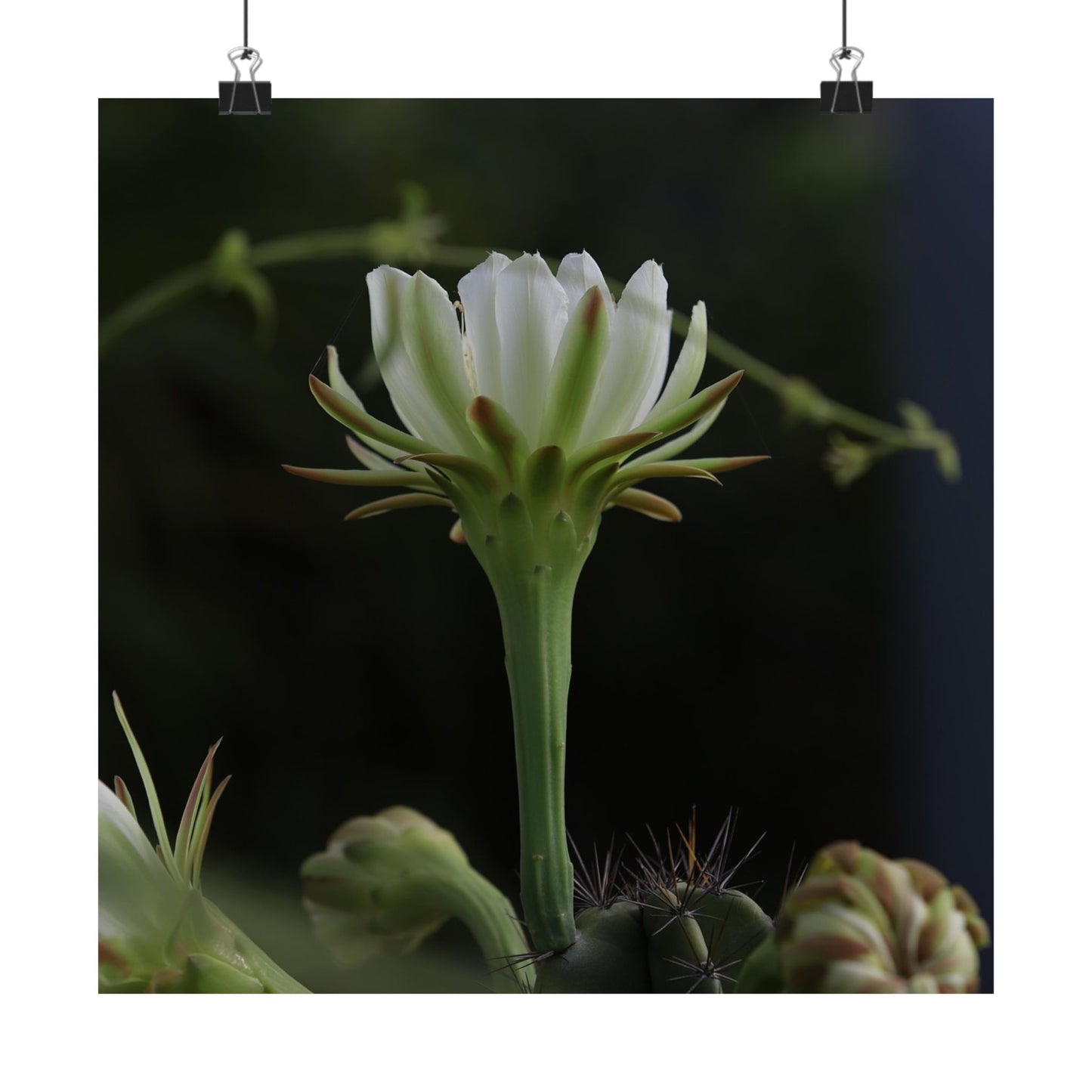 Botanical Cactus Wall Art - Minimalist Matte Poster