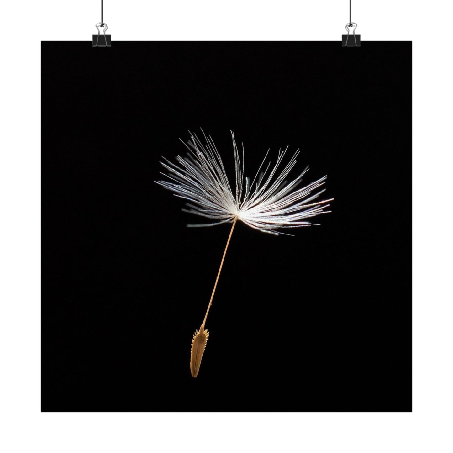 Dandelion seed head on a black background