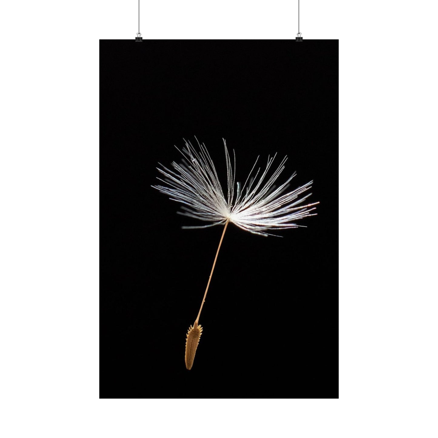 Dandelion seed head on a black background