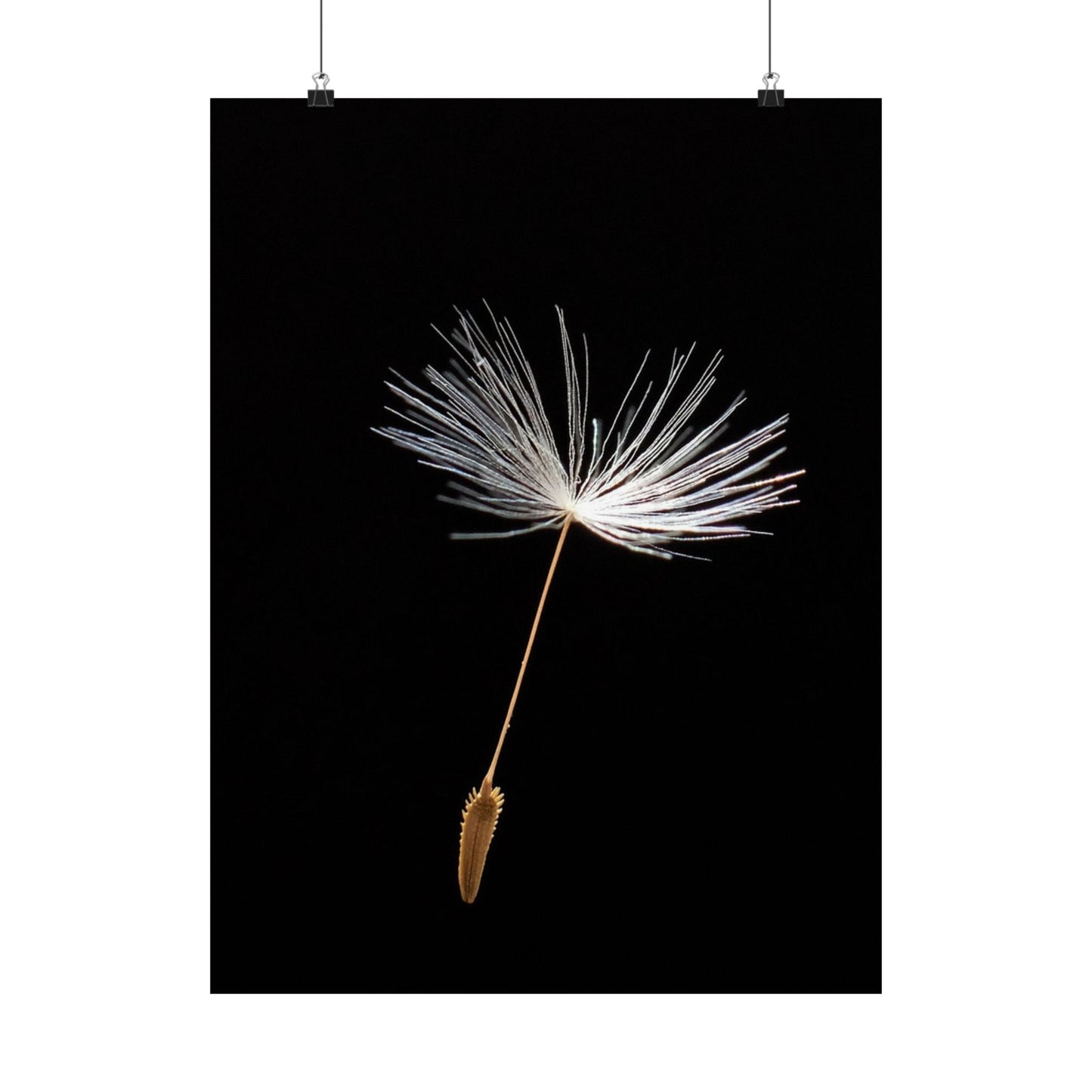 Dandelion seed head on a black background