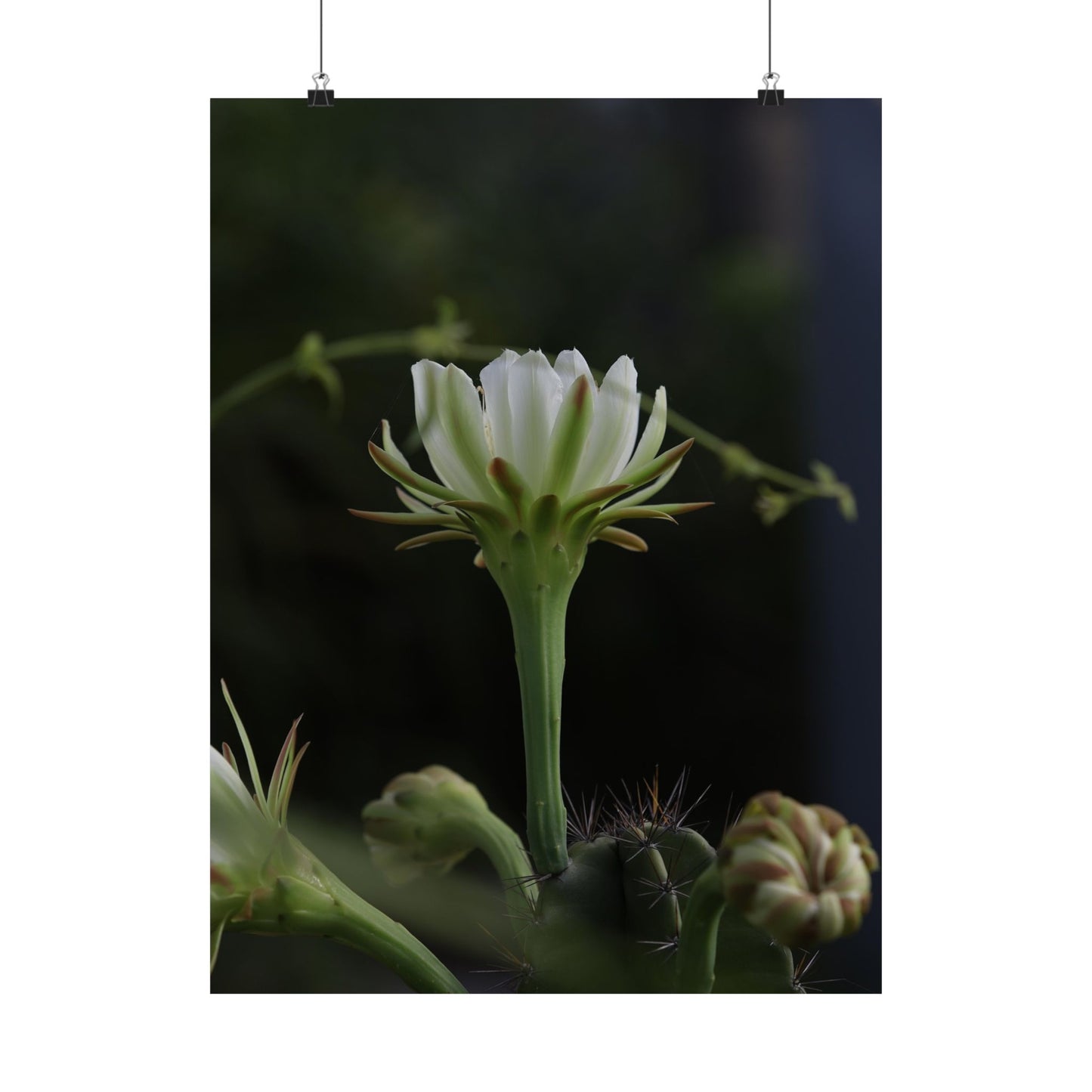 Botanical Cactus Wall Art - Minimalist Matte Poster