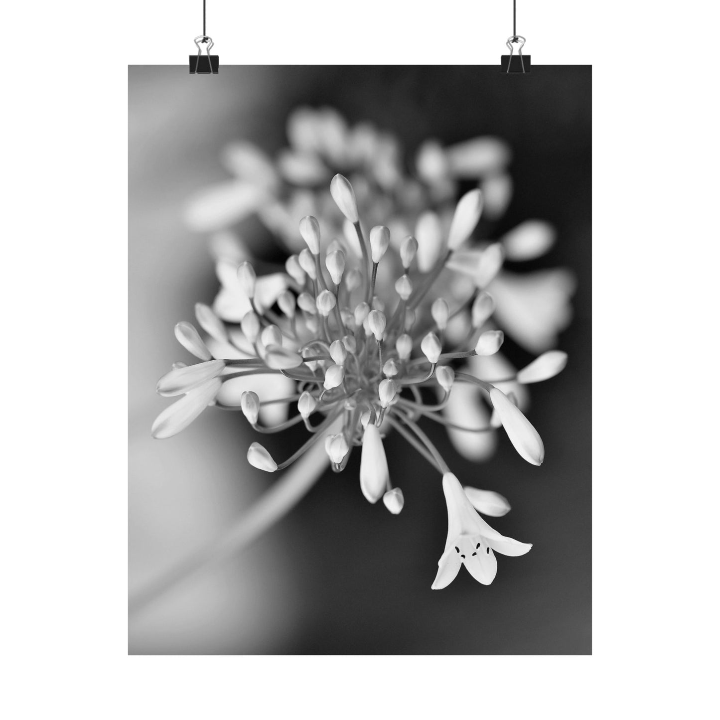 Close-up of a flower with a blurred background, hanging on a wall.