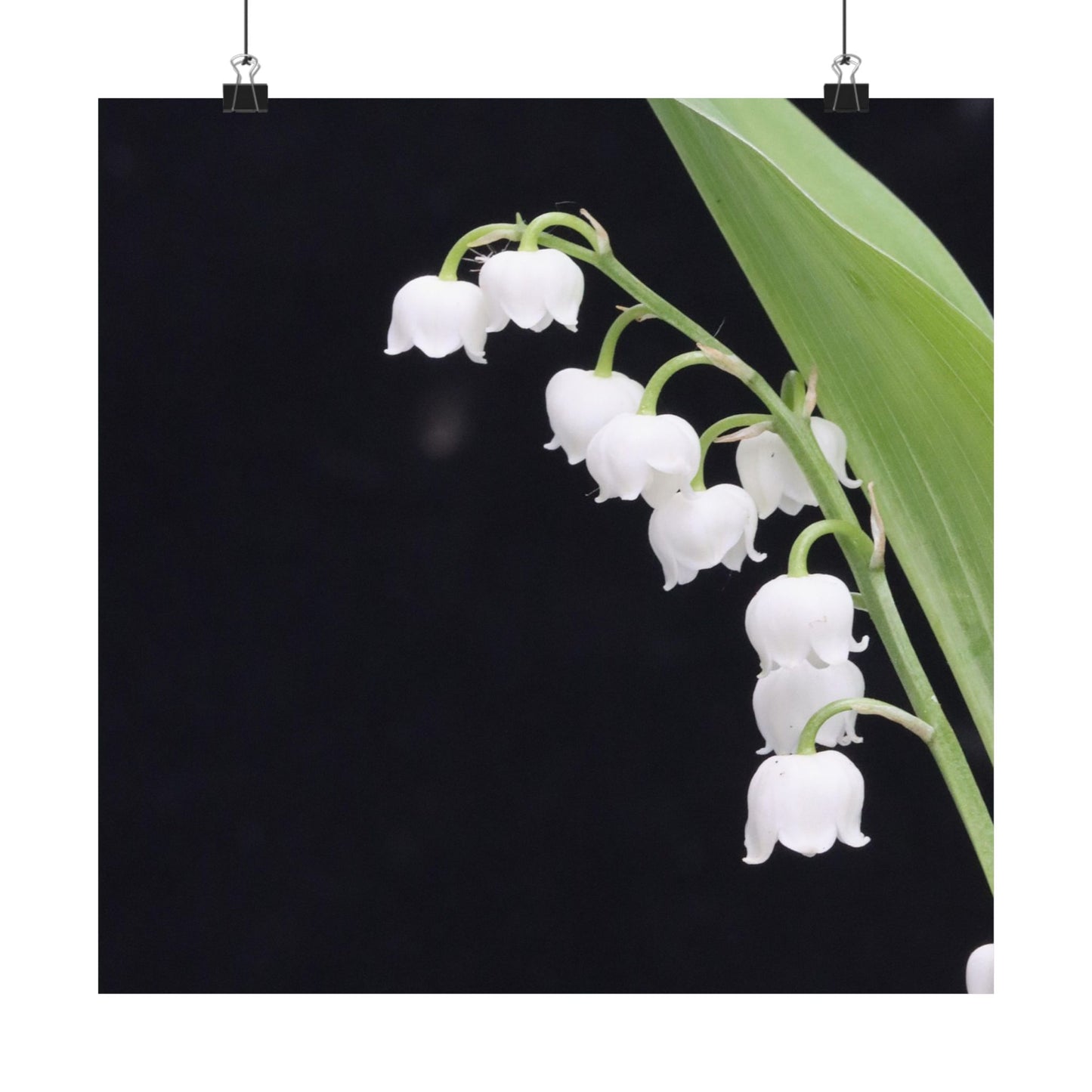 White flowers with green leaves on a black background
