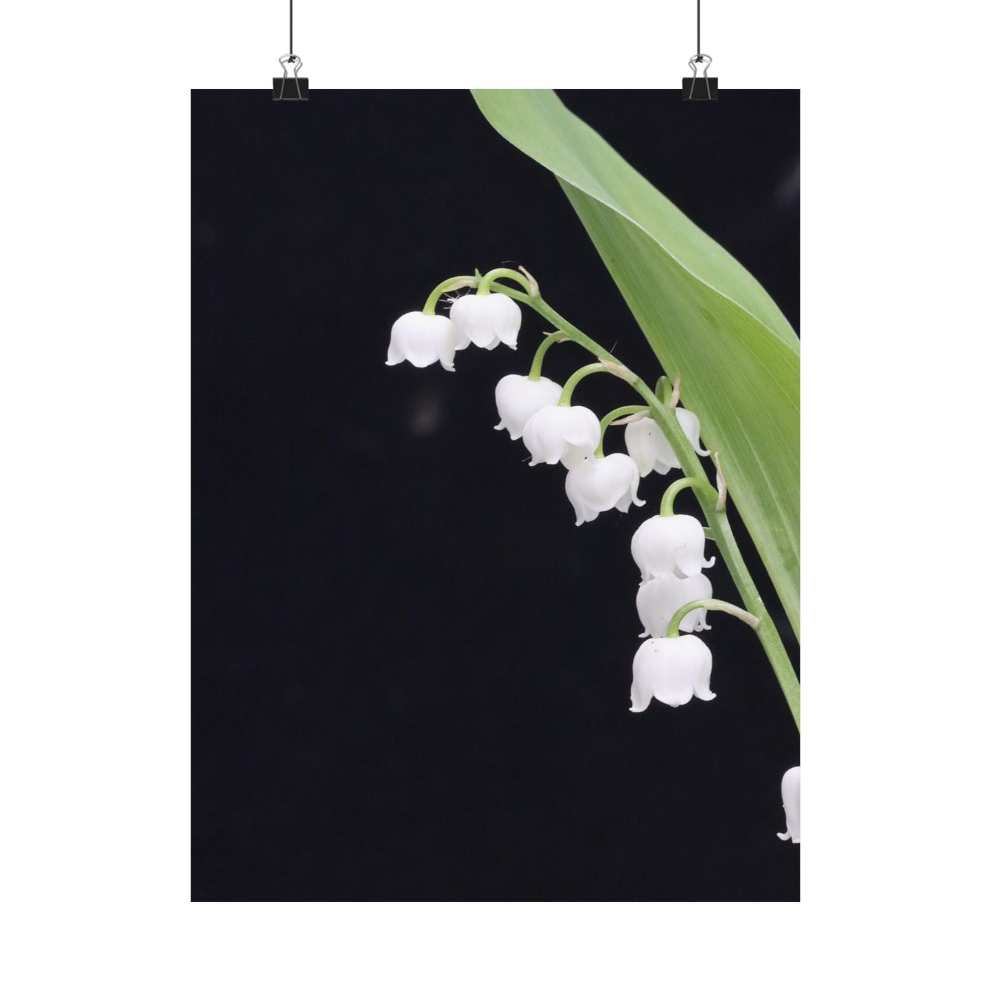 White flowers with green leaves on a black background