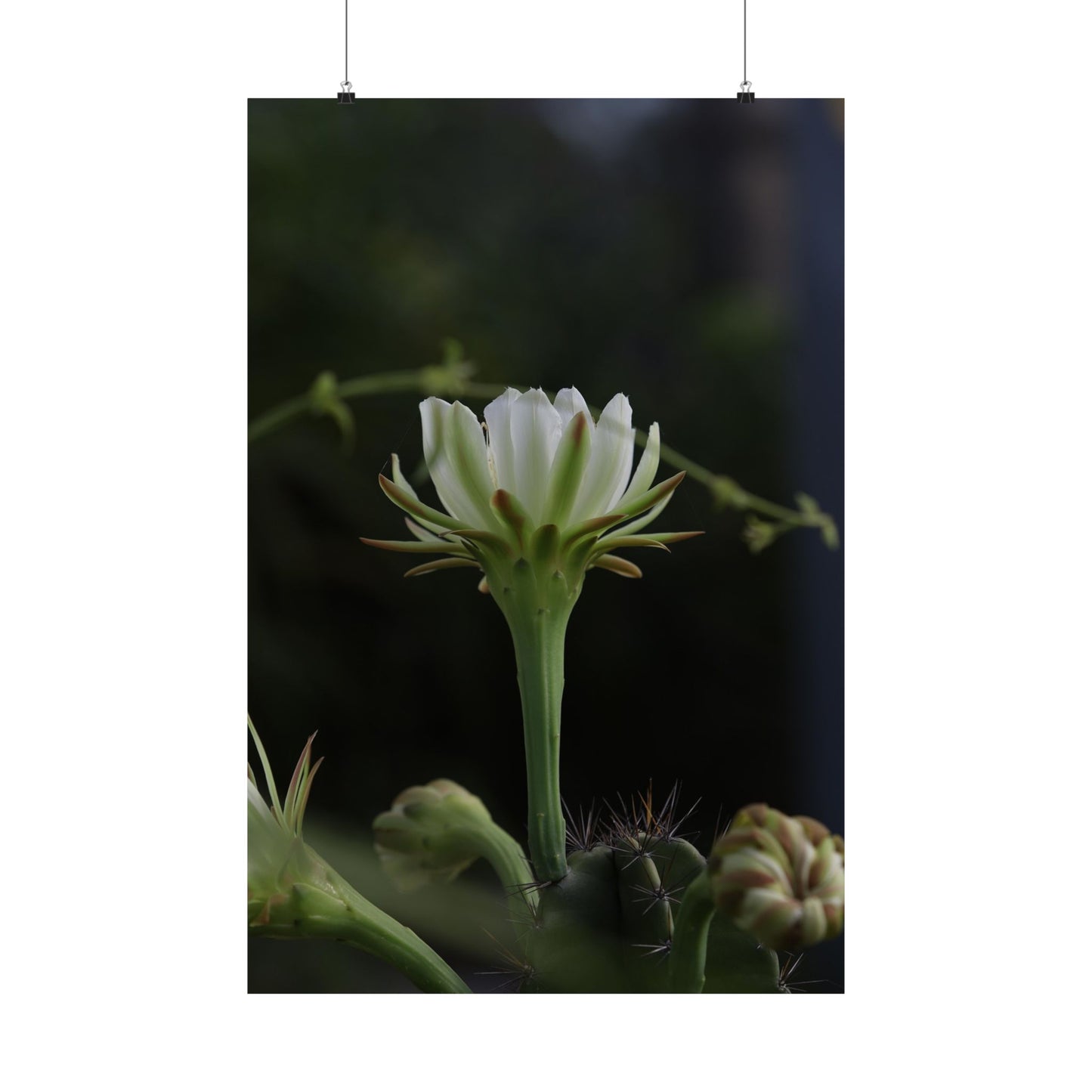 Botanical Cactus Wall Art - Minimalist Matte Poster
