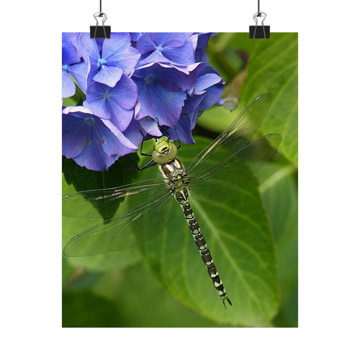 Dragonfly on a leaf with blue flowers in the background