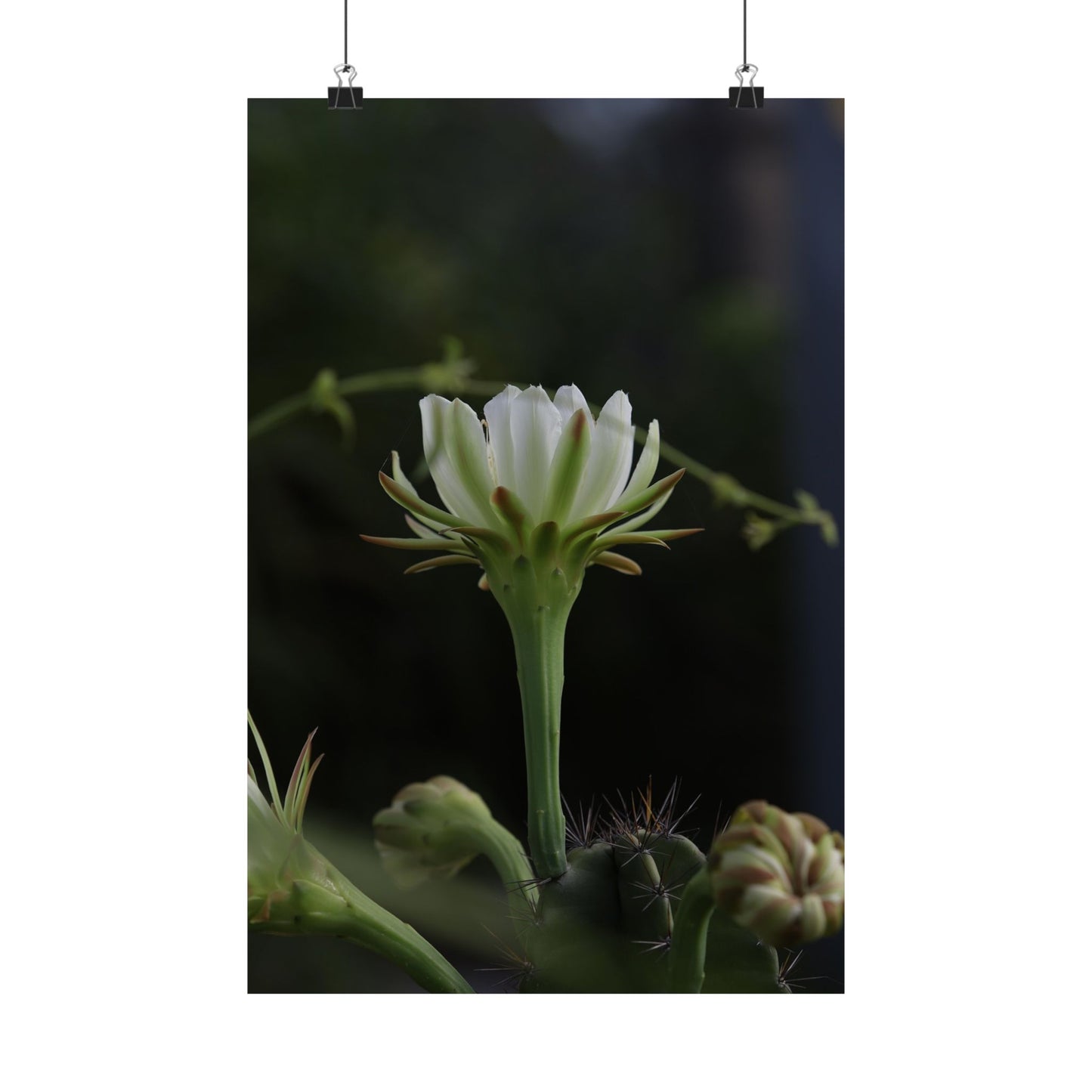Botanical Cactus Wall Art - Minimalist Matte Poster
