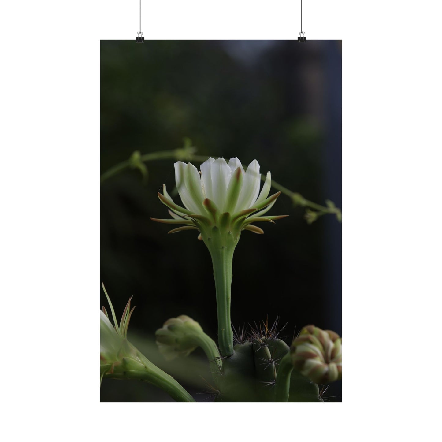 Botanical Cactus Wall Art - Minimalist Matte Poster