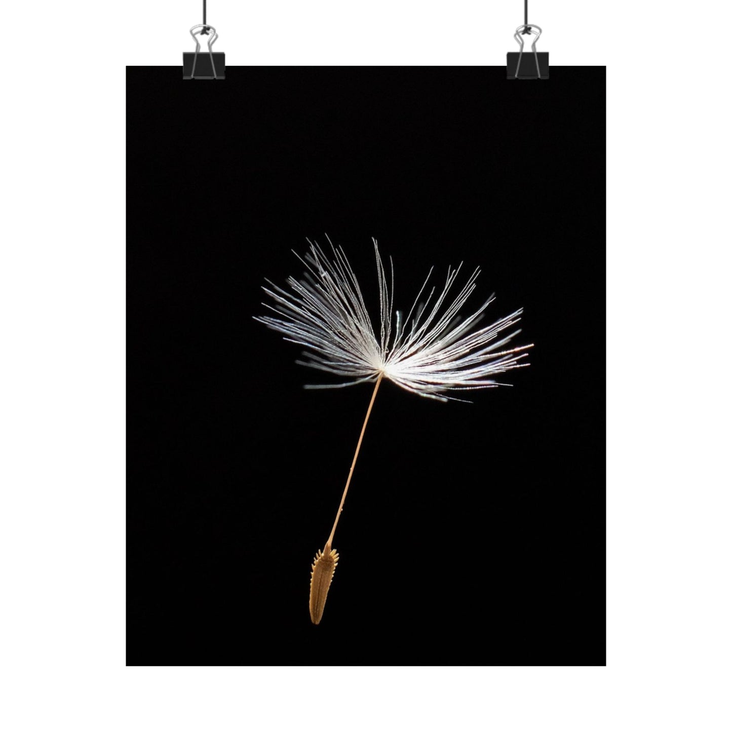 Dandelion seed head on a black background