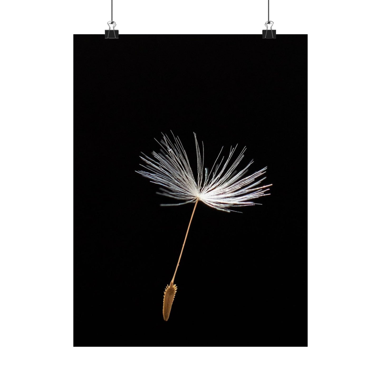 Dandelion seed head on a black background