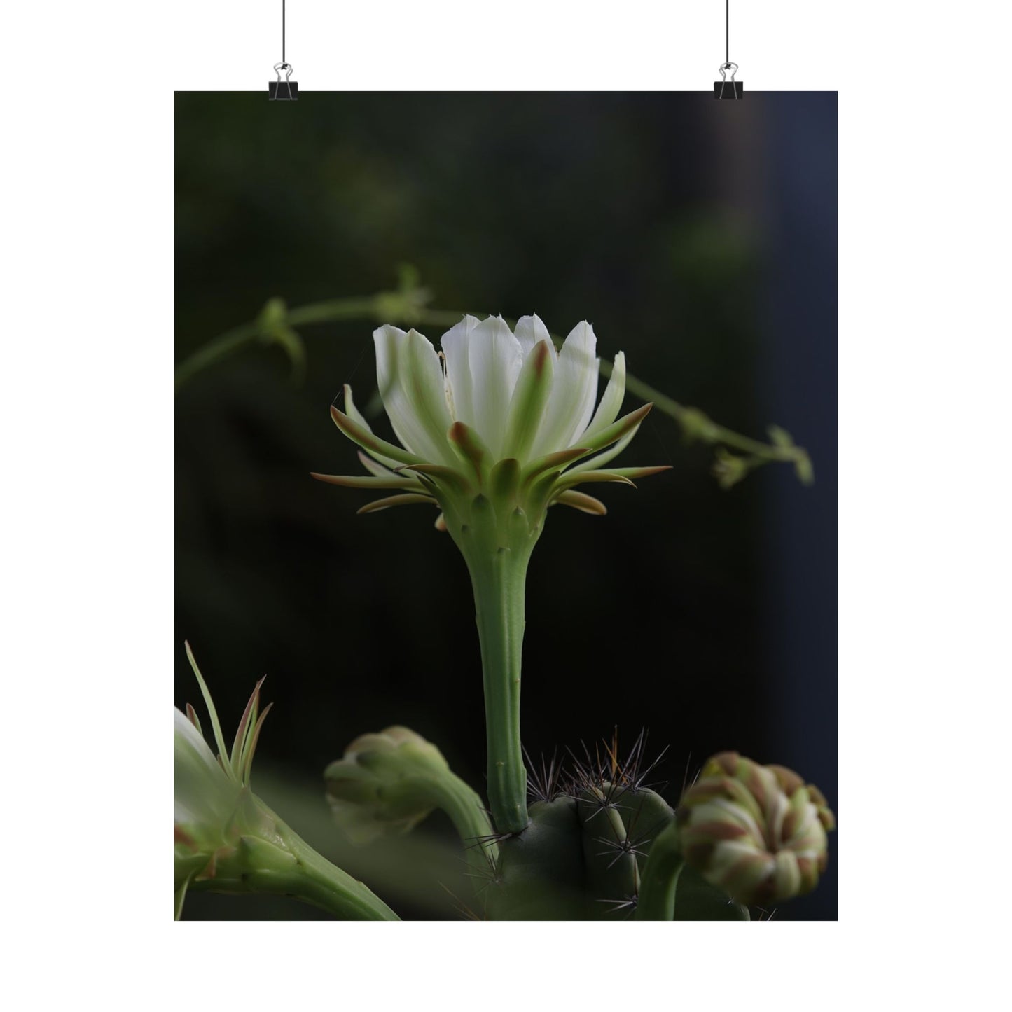 Botanical Cactus Wall Art - Minimalist Matte Poster