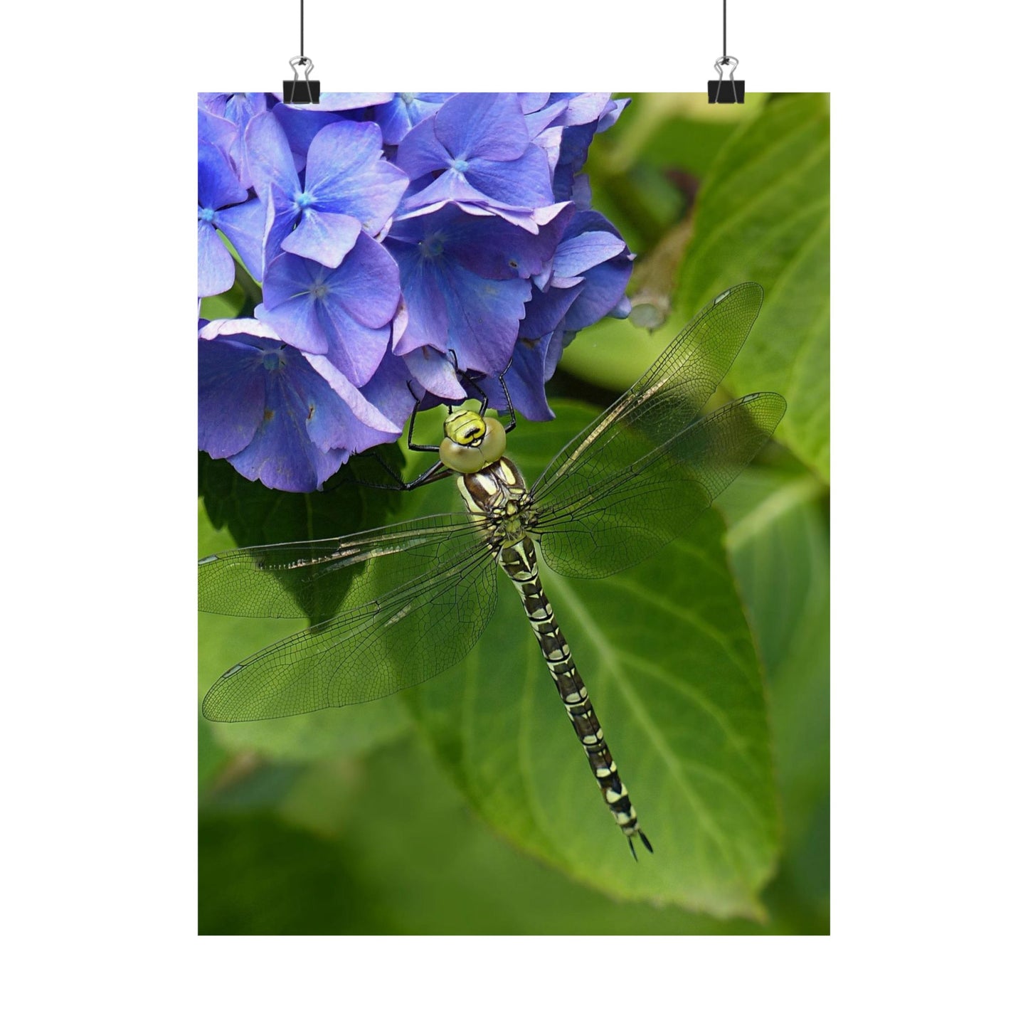 Dragonfly on a leaf with blue flowers in the background