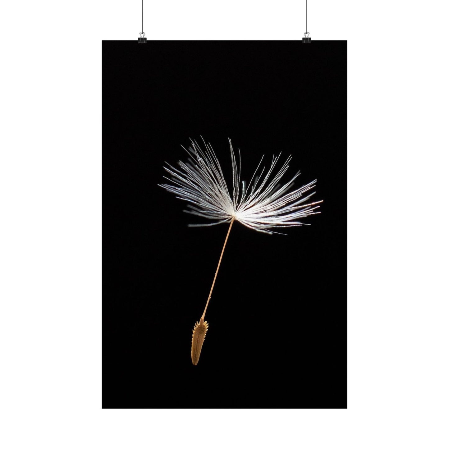 Dandelion seed head on a black background