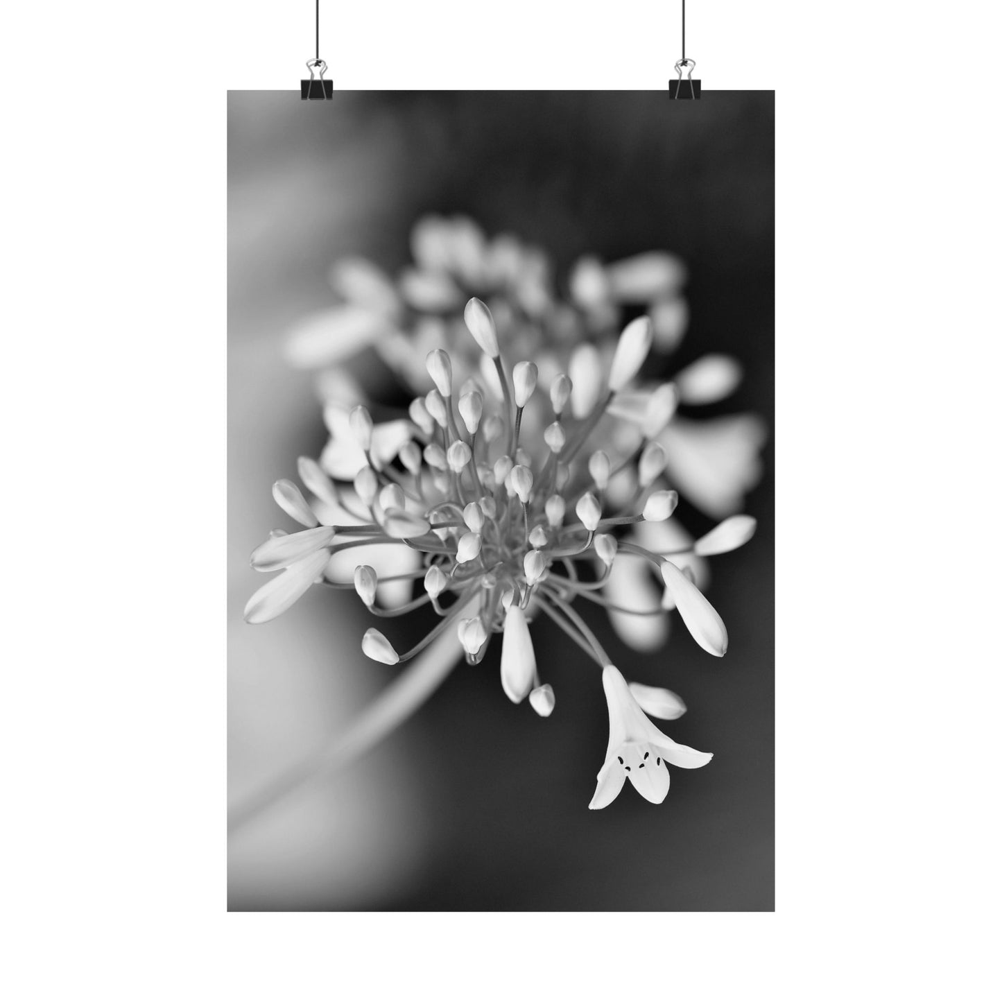 Close-up of a flower with a blurred background, hanging on a wall.
