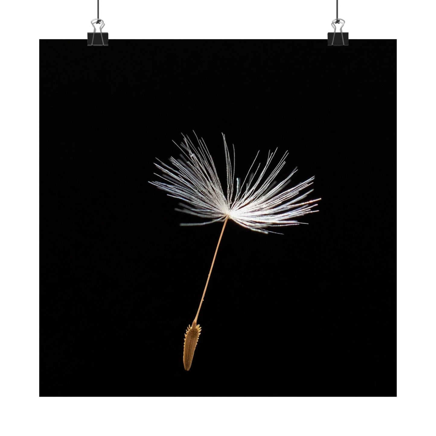 Dandelion seed head on a black background