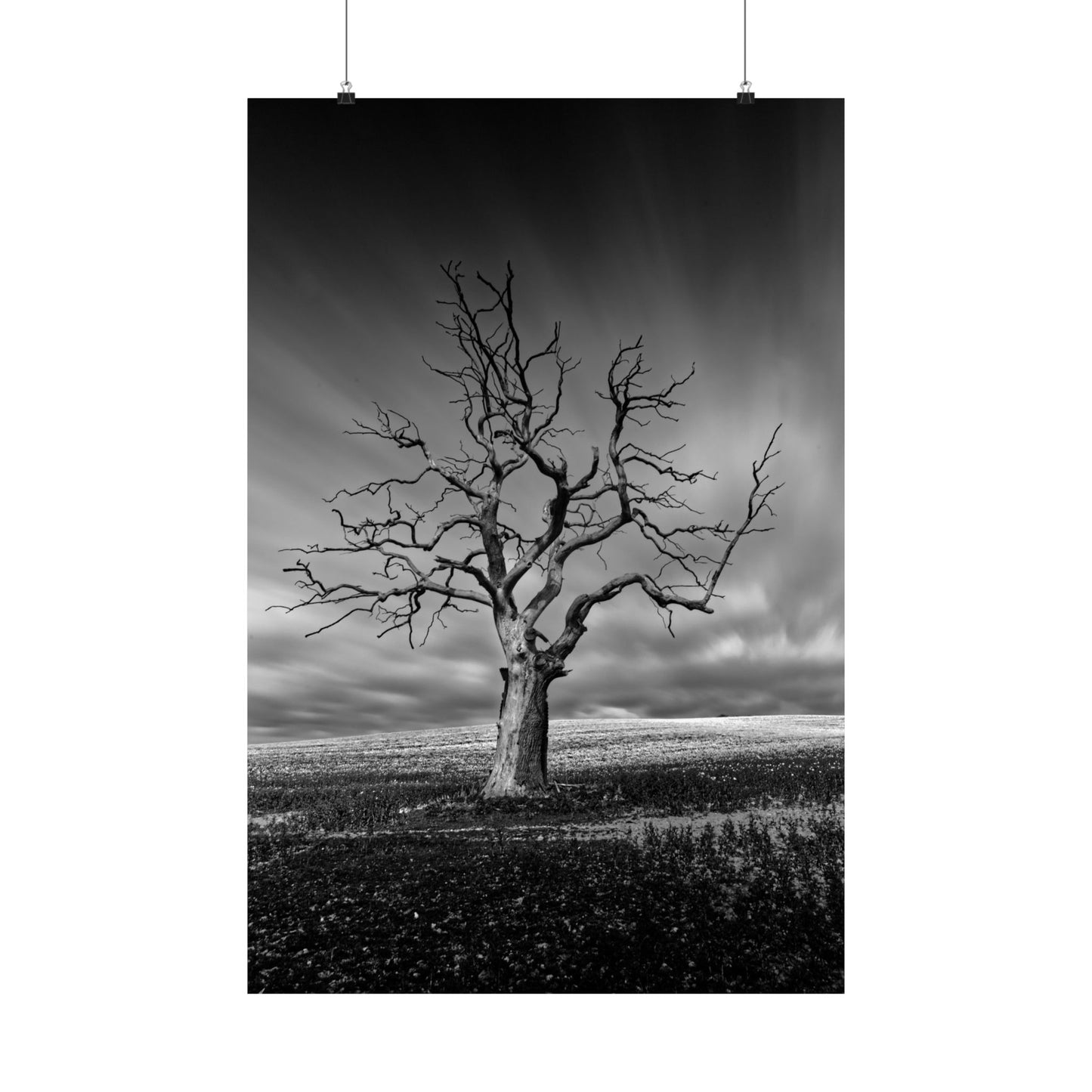 Black and white photograph of a bare tree against a stormy sky
