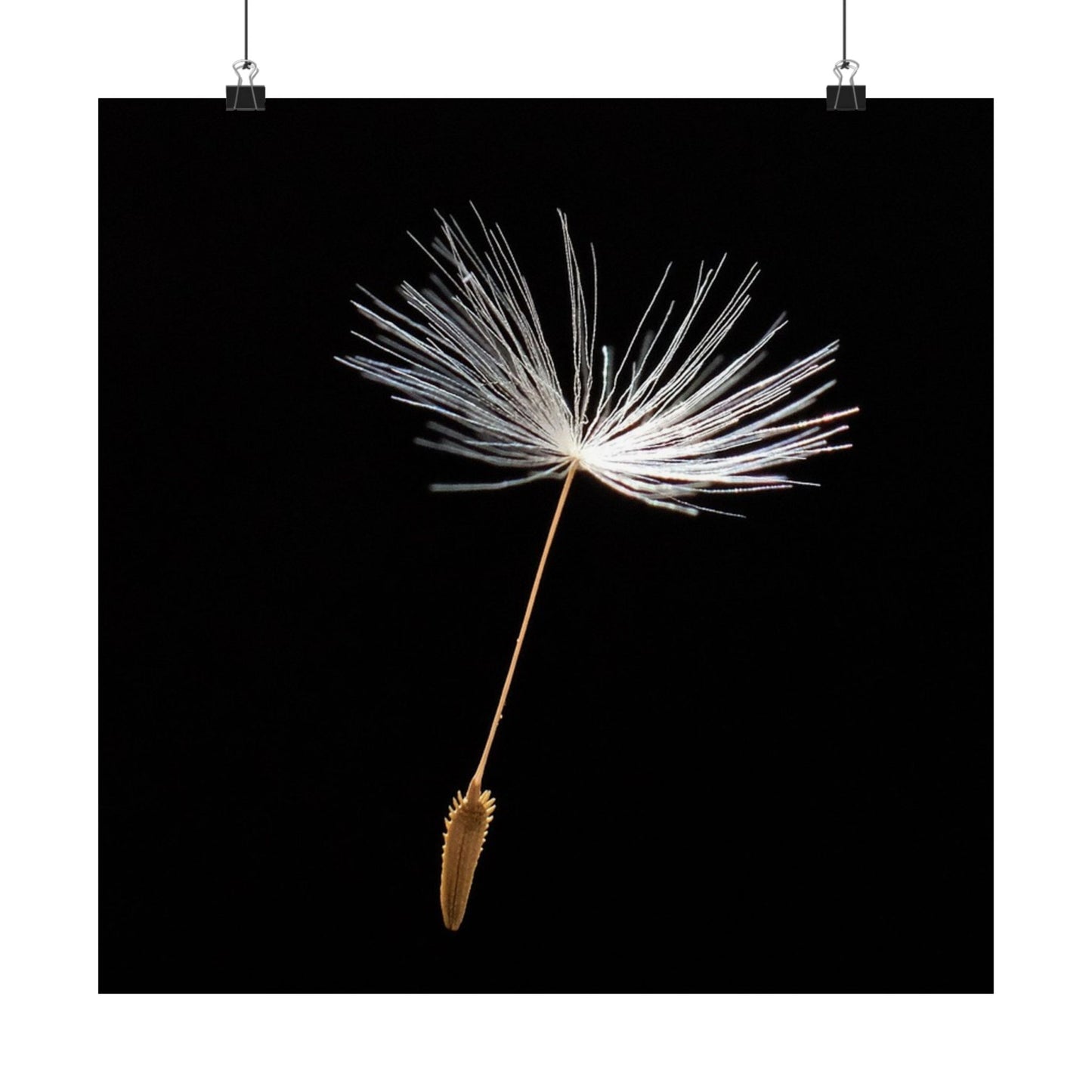 Dandelion seed head on a black background