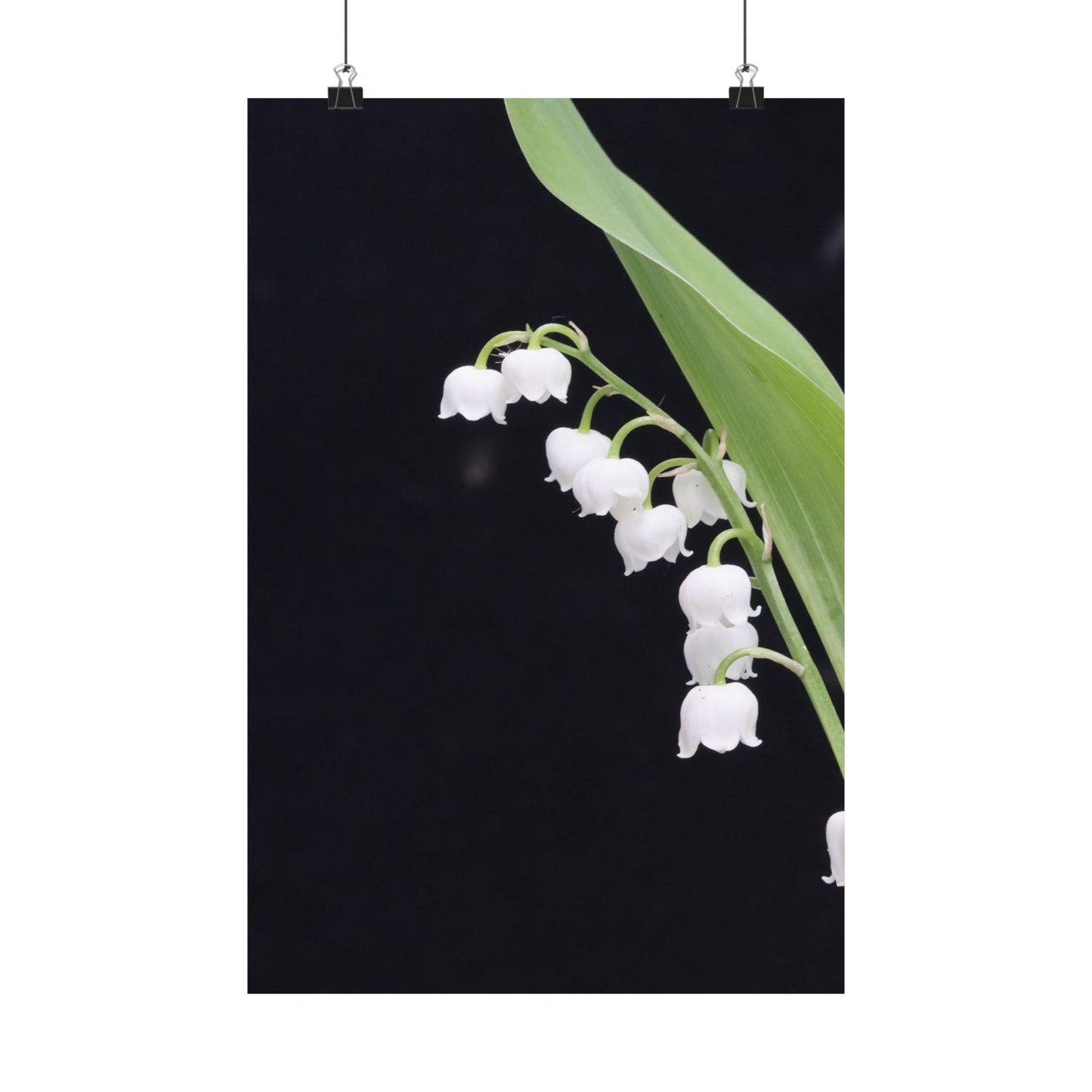 White flowers on a black background