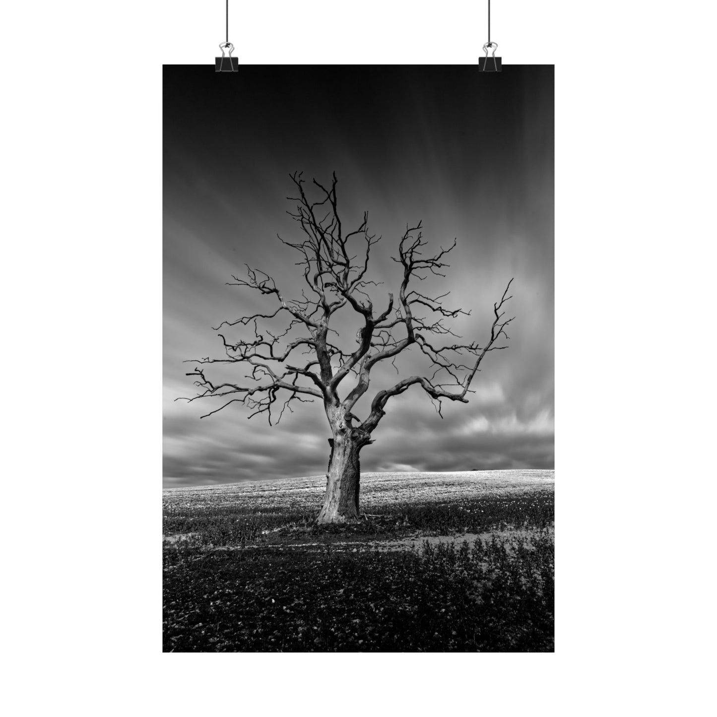 Black and white photograph of a bare tree against a stormy sky