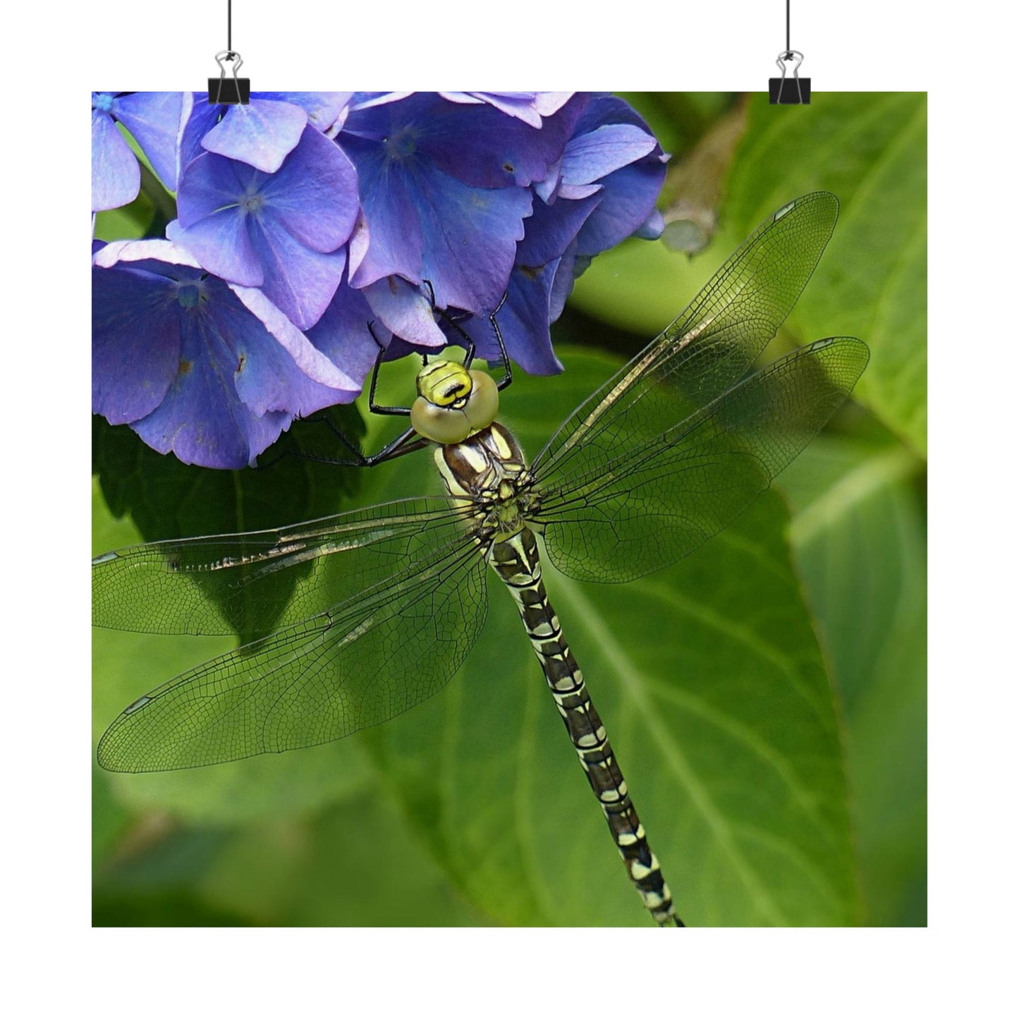 Dragonfly Botanical Art Print - Nature-Inspired Garden Wall Decor