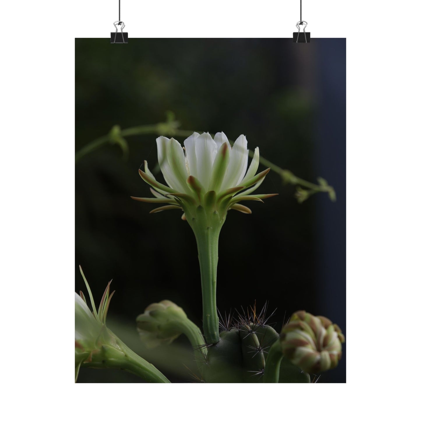 Botanical Cactus Wall Art - Minimalist Matte Poster