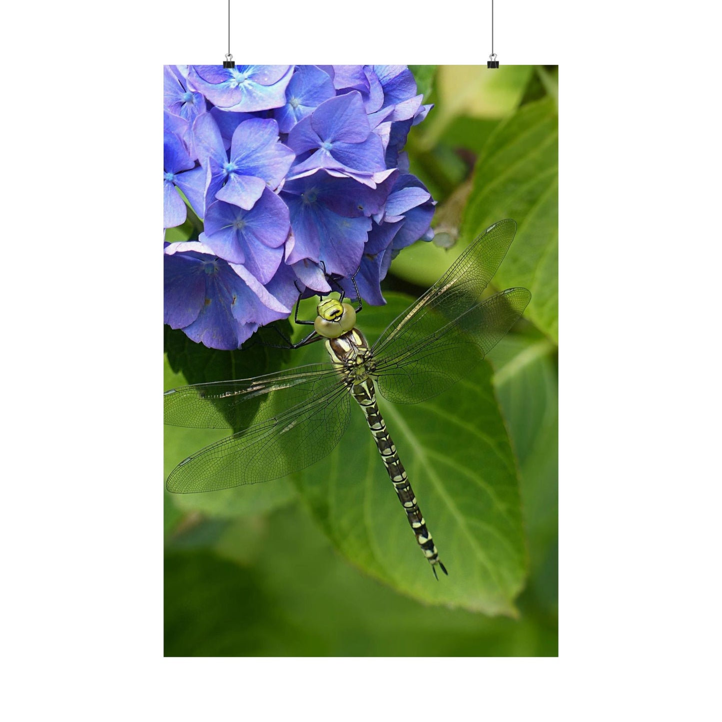Dragonfly on a leaf with blue flowers in the background