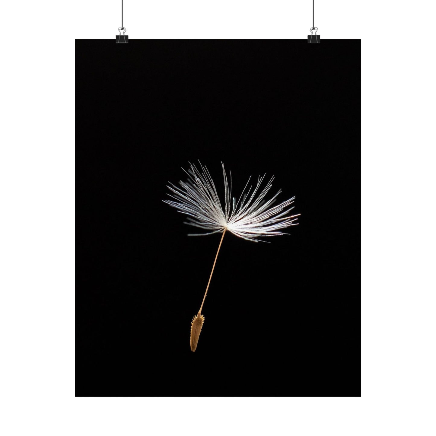 Dandelion seed head on a black background