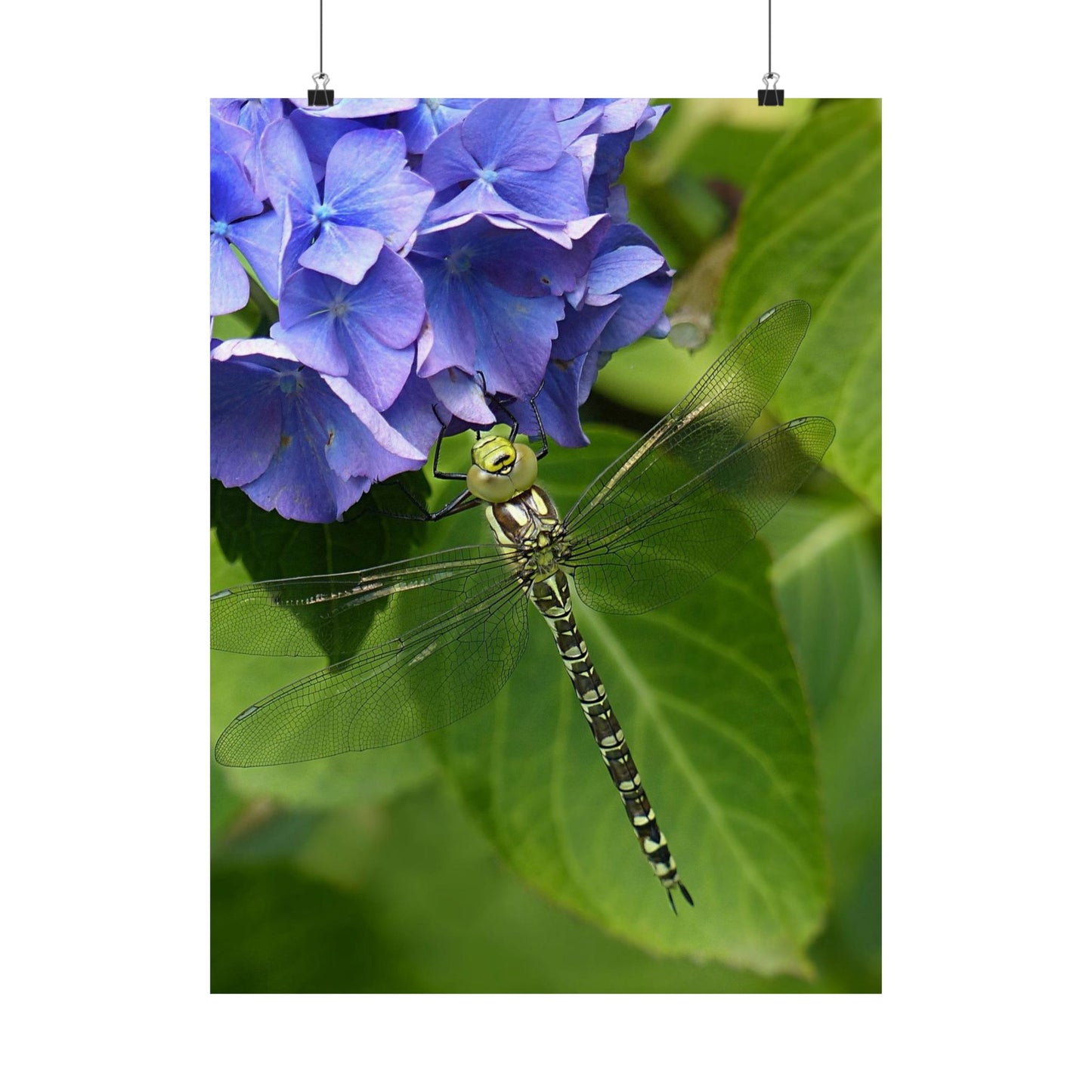 Dragonfly on a leaf with blue flowers in the background