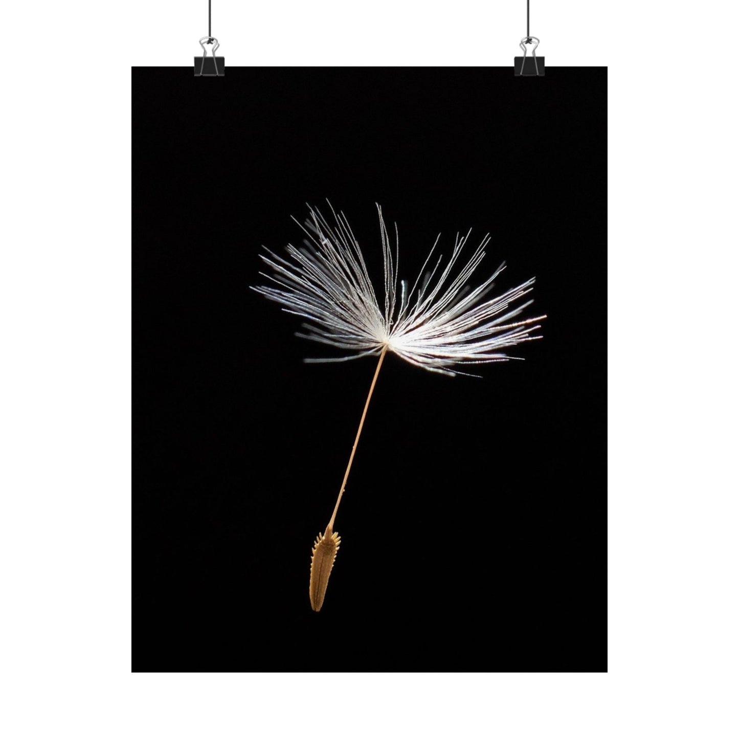 Dandelion seed head on a black background