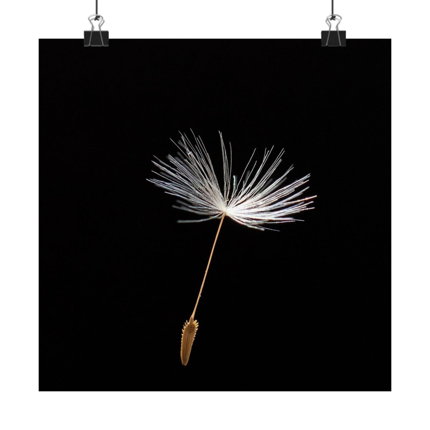 Dandelion seed head on a black background