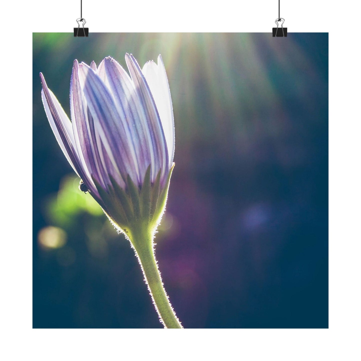 Close-up of a purple flower with sunlight filtering through, on a dark background.