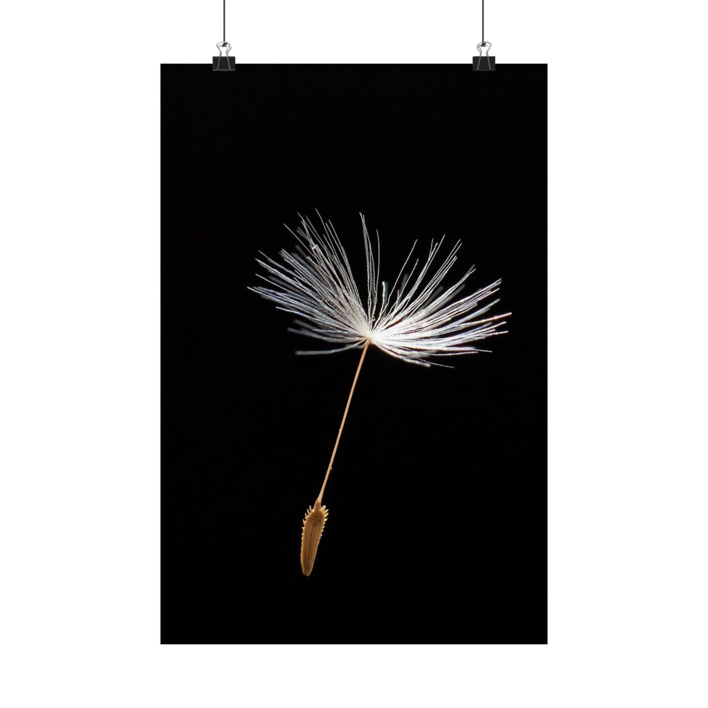 Dandelion seed head on a black background