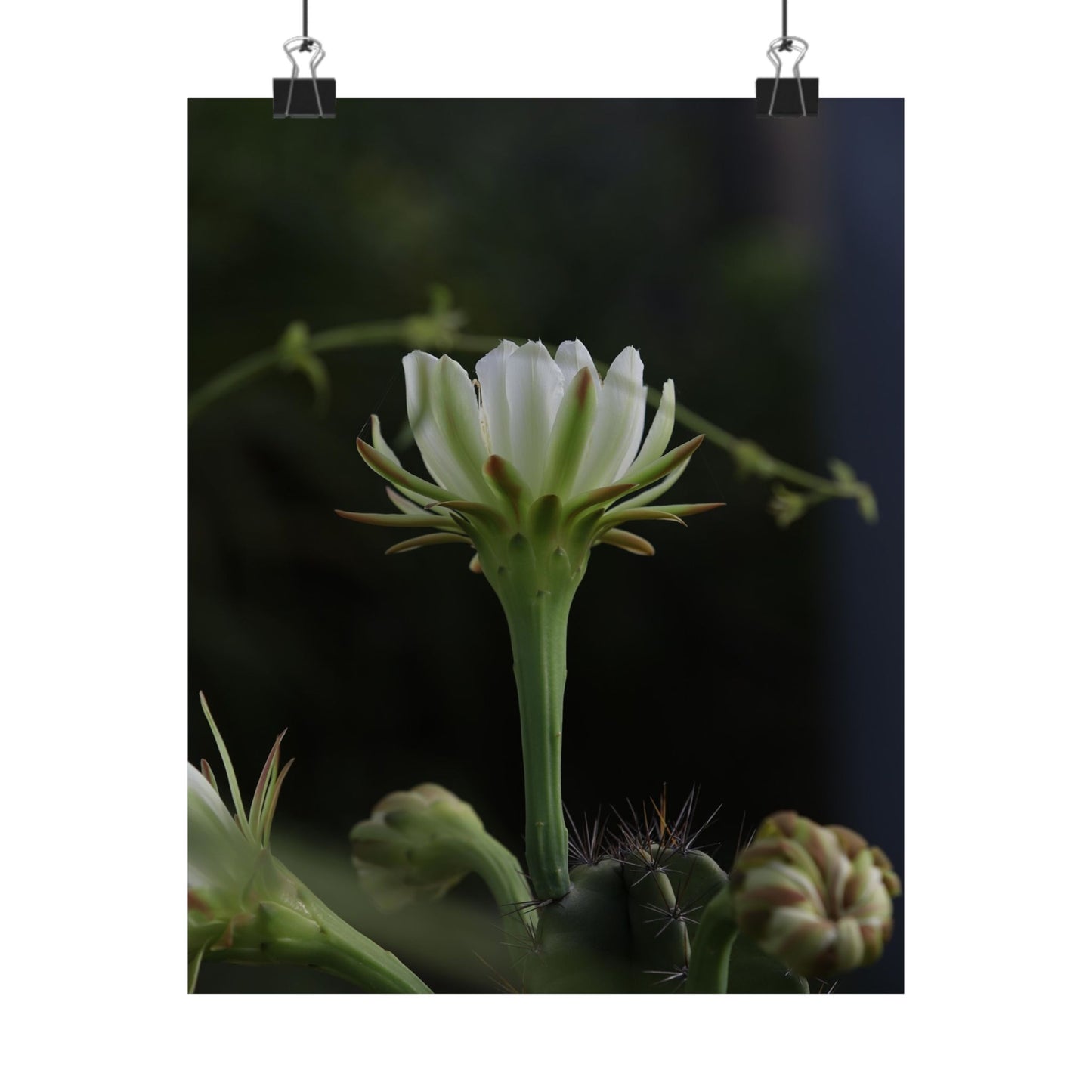 Botanical Cactus Wall Art - Minimalist Matte Poster