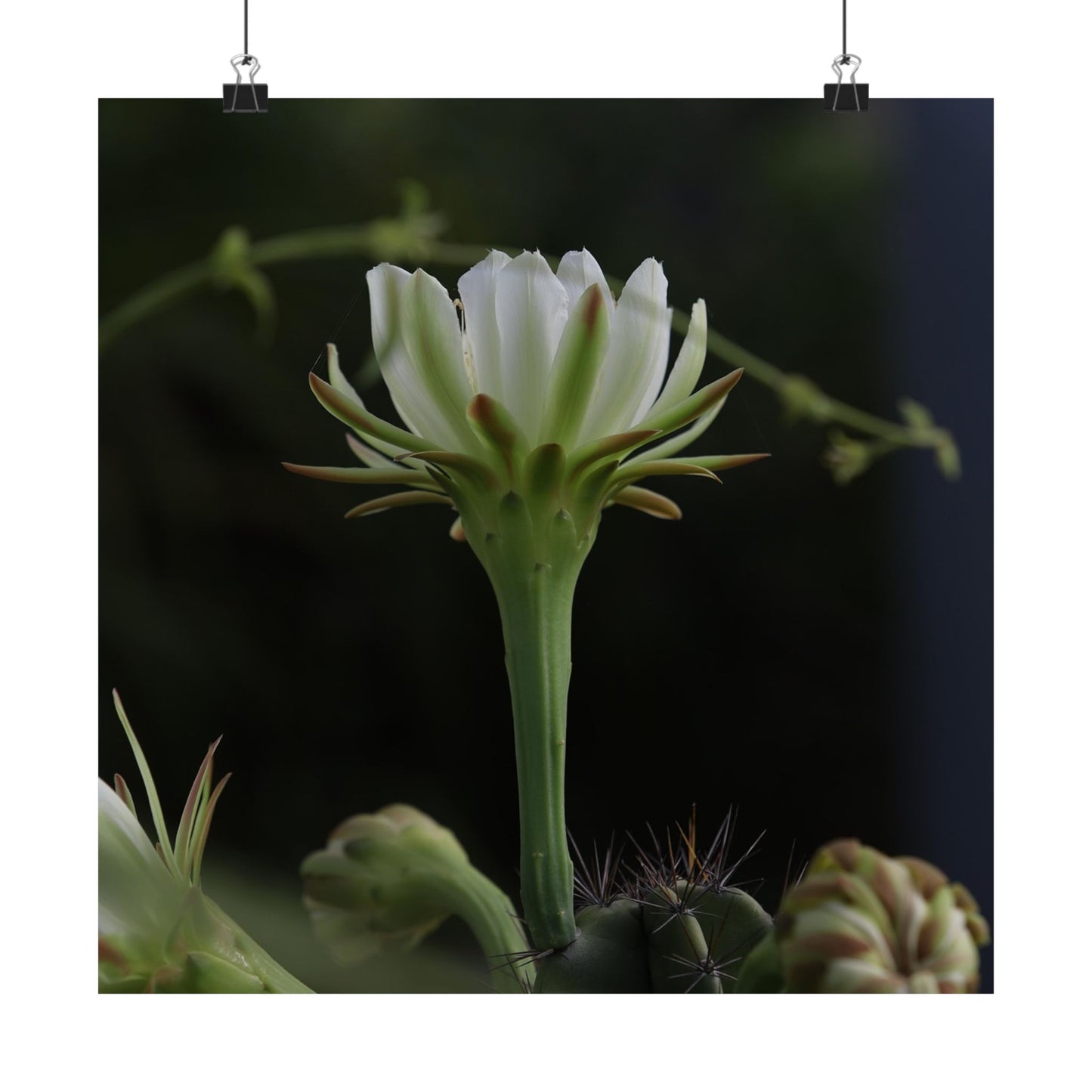 Botanical Cactus Wall Art - Minimalist Matte Poster