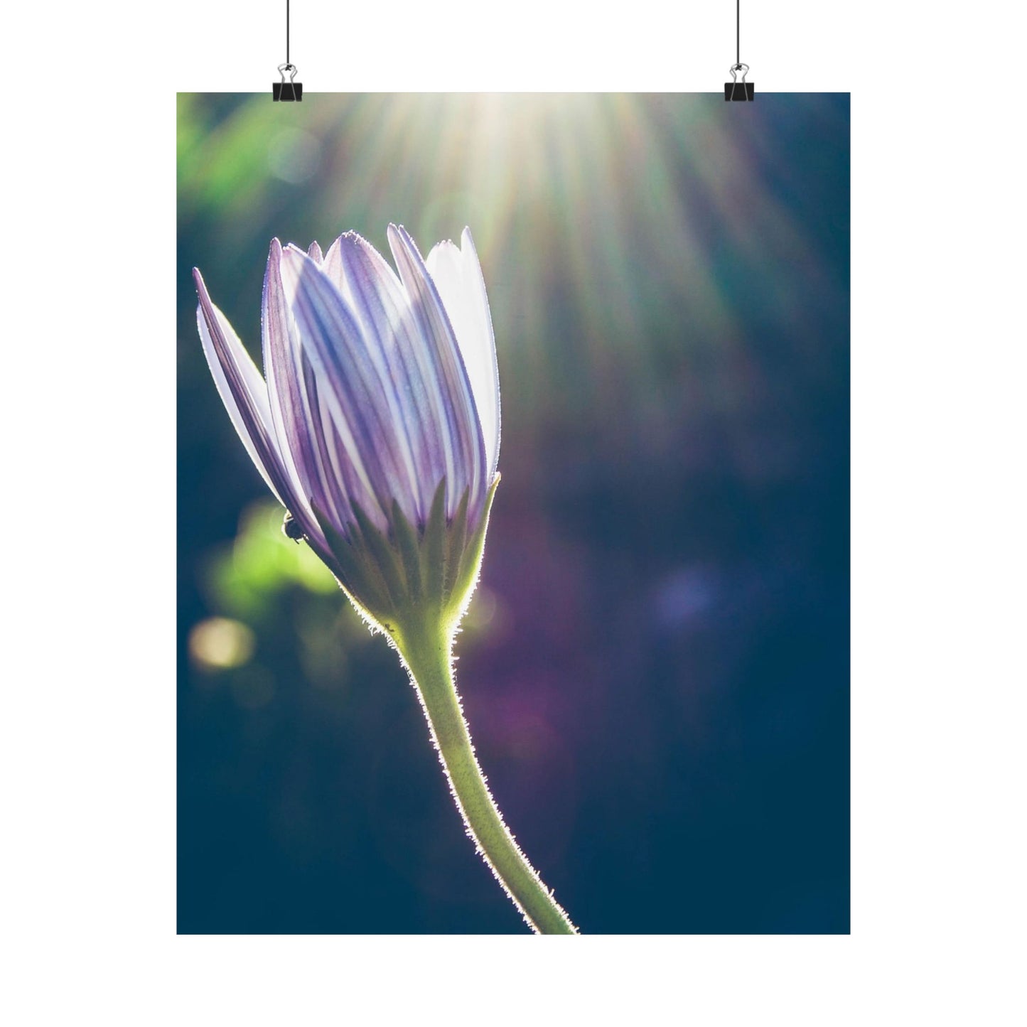 Flower with sunlight shining through, on a dark background
