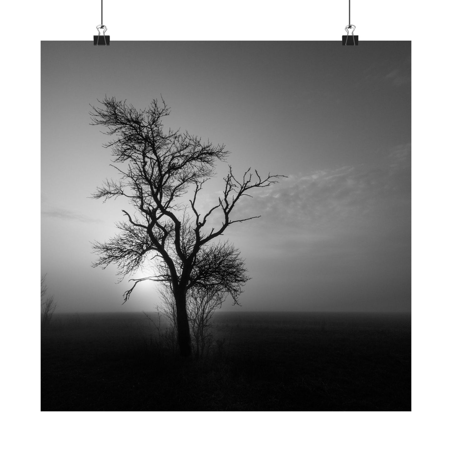 Silhouette of a tree against a misty sky