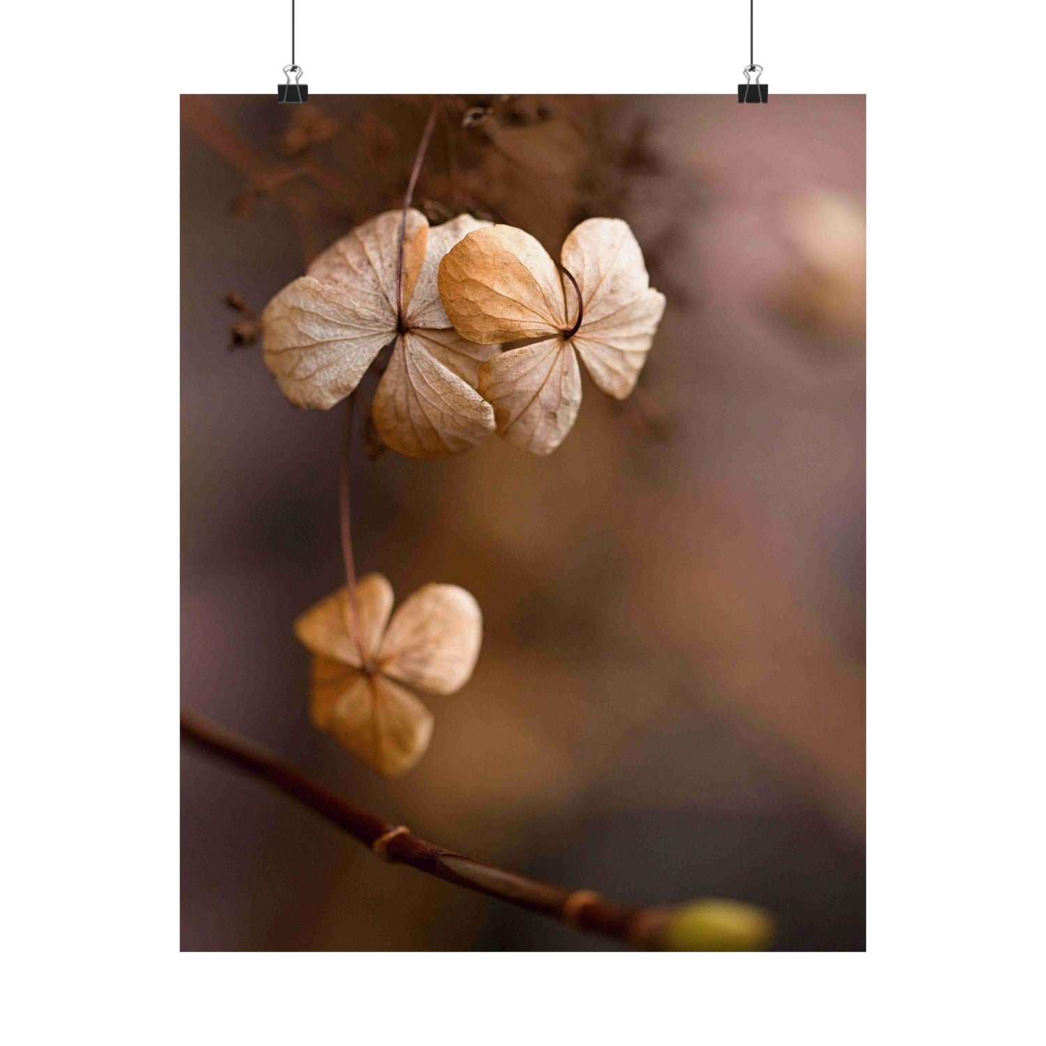 Close-up of dried flowers with a blurred background