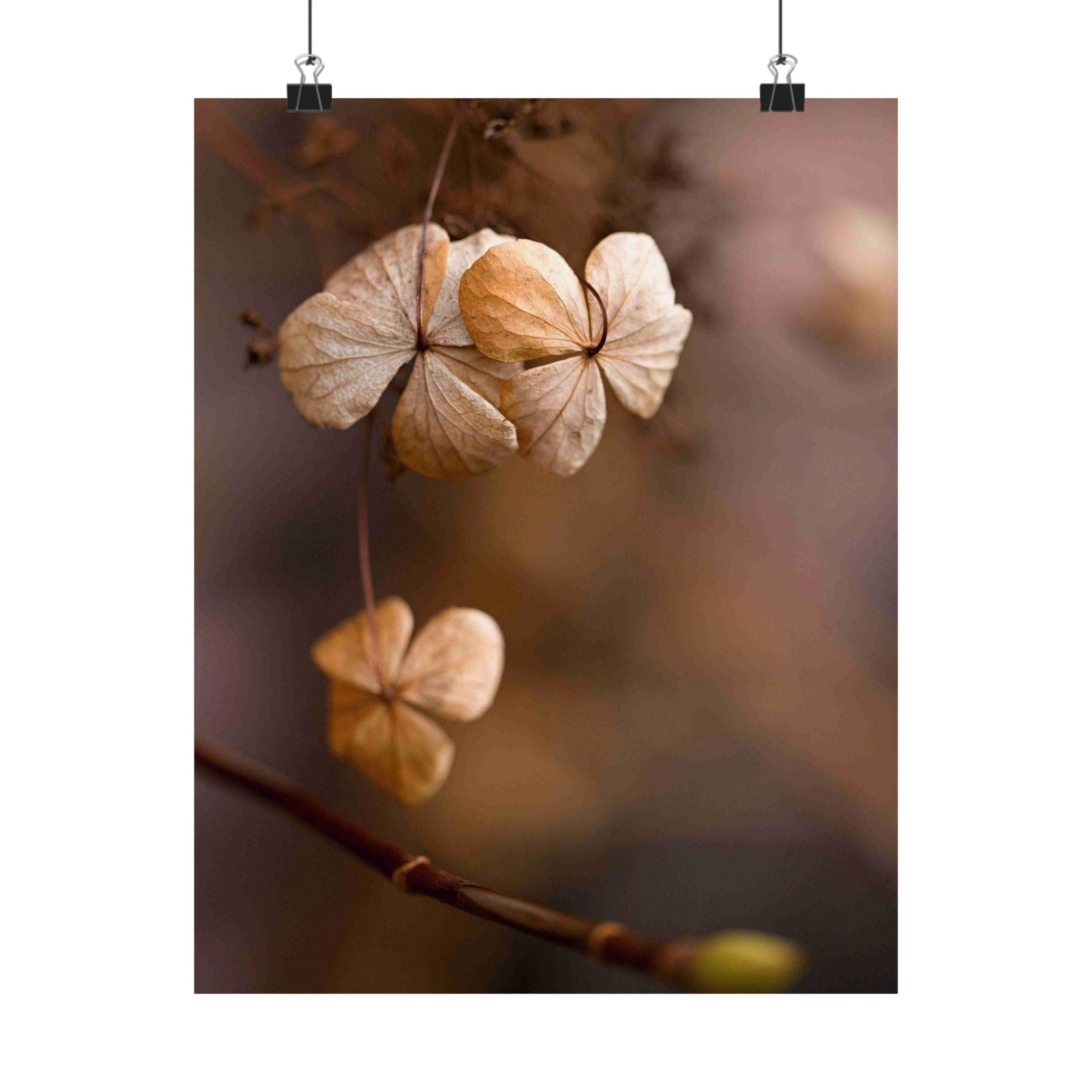 Dried flowers hanging from a branch with a blurred background