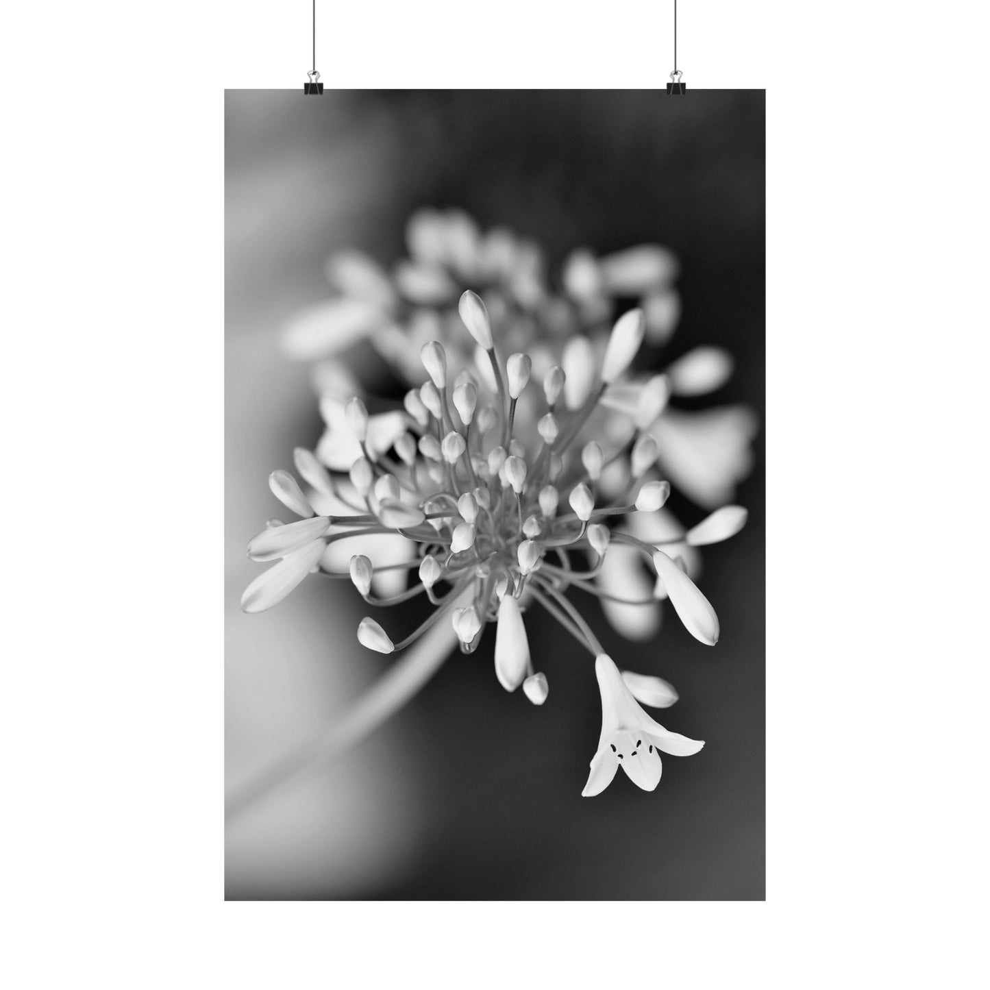 Close-up of a flower with a blurred background