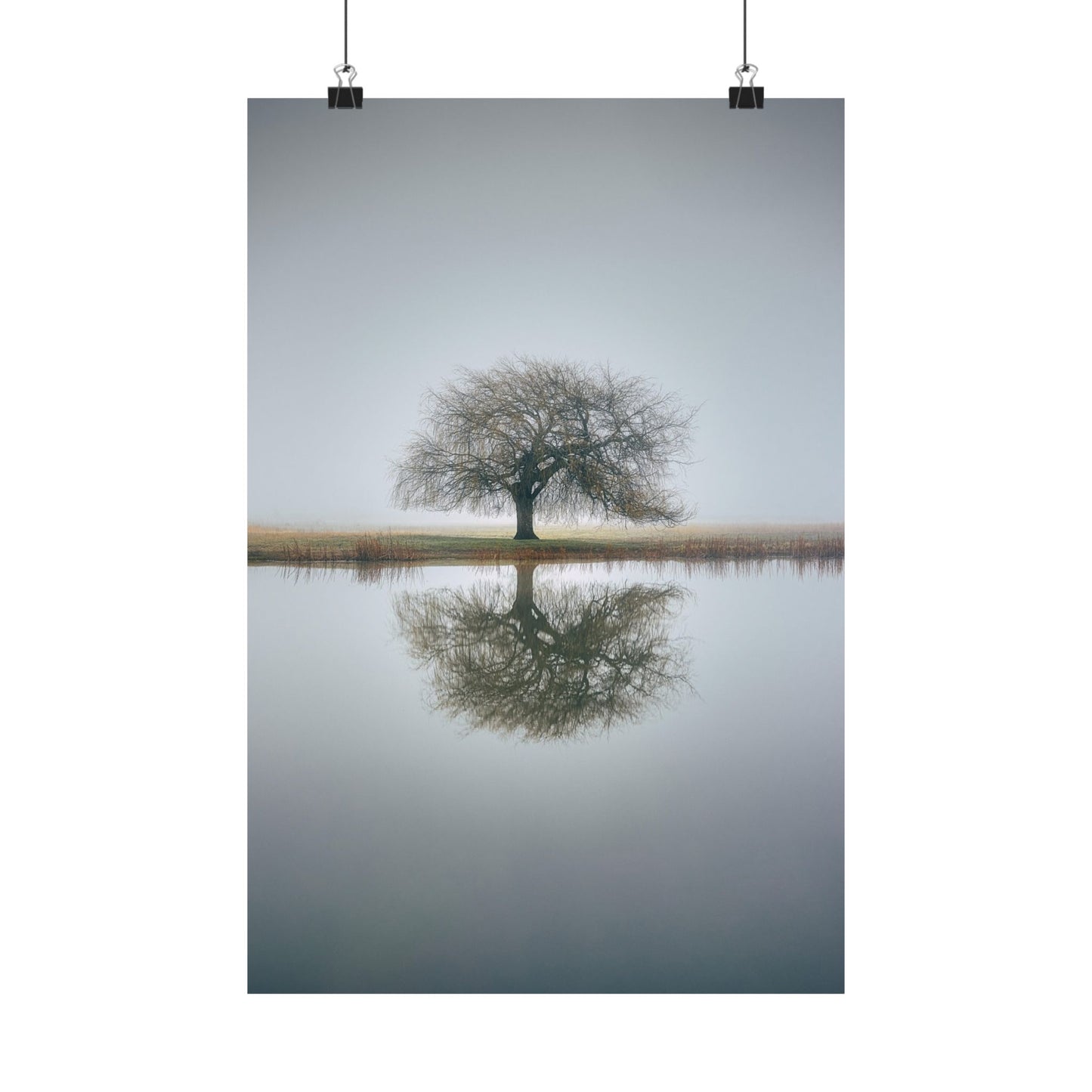 Tree reflected in water with a plain background
