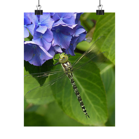Dragonfly on a leaf with blue flowers in the background