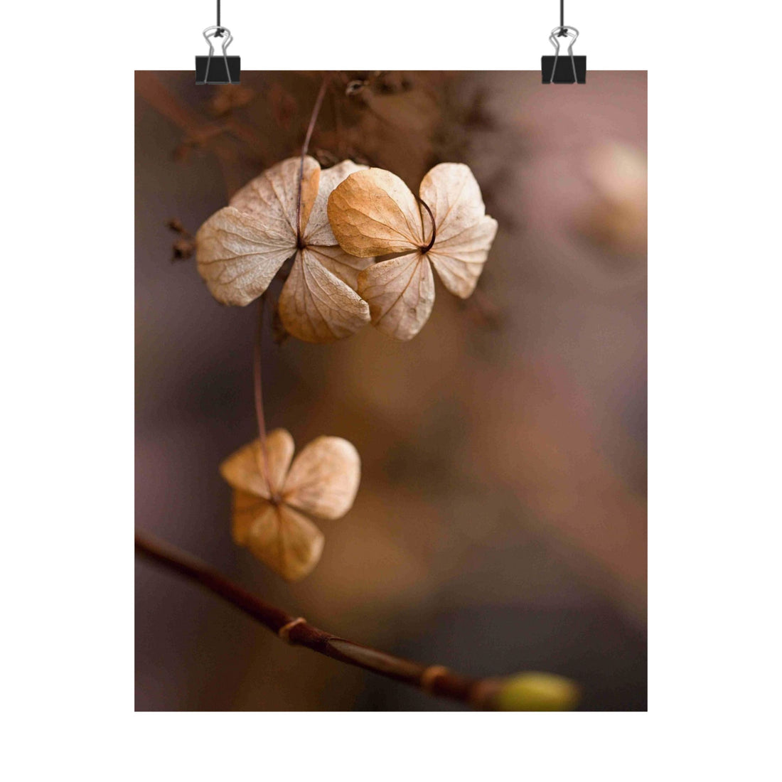 Brown dried flowers on a blurred background
