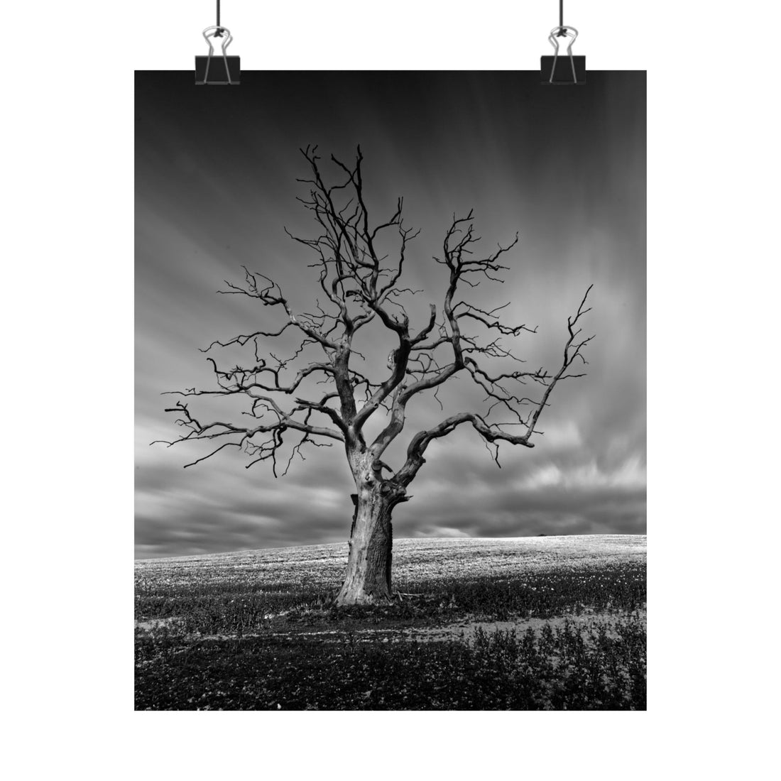 Black and white photograph of a bare tree against a cloudy sky