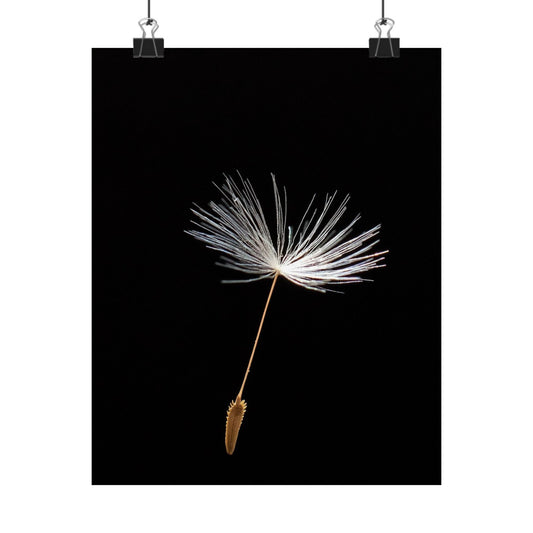 Dandelion seed head on a black background