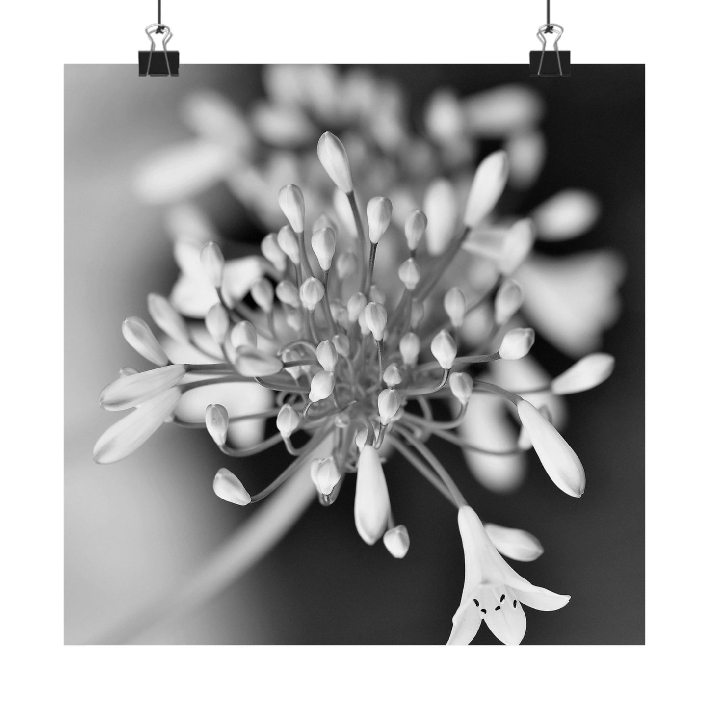 Close-up of a flower with a blurred background