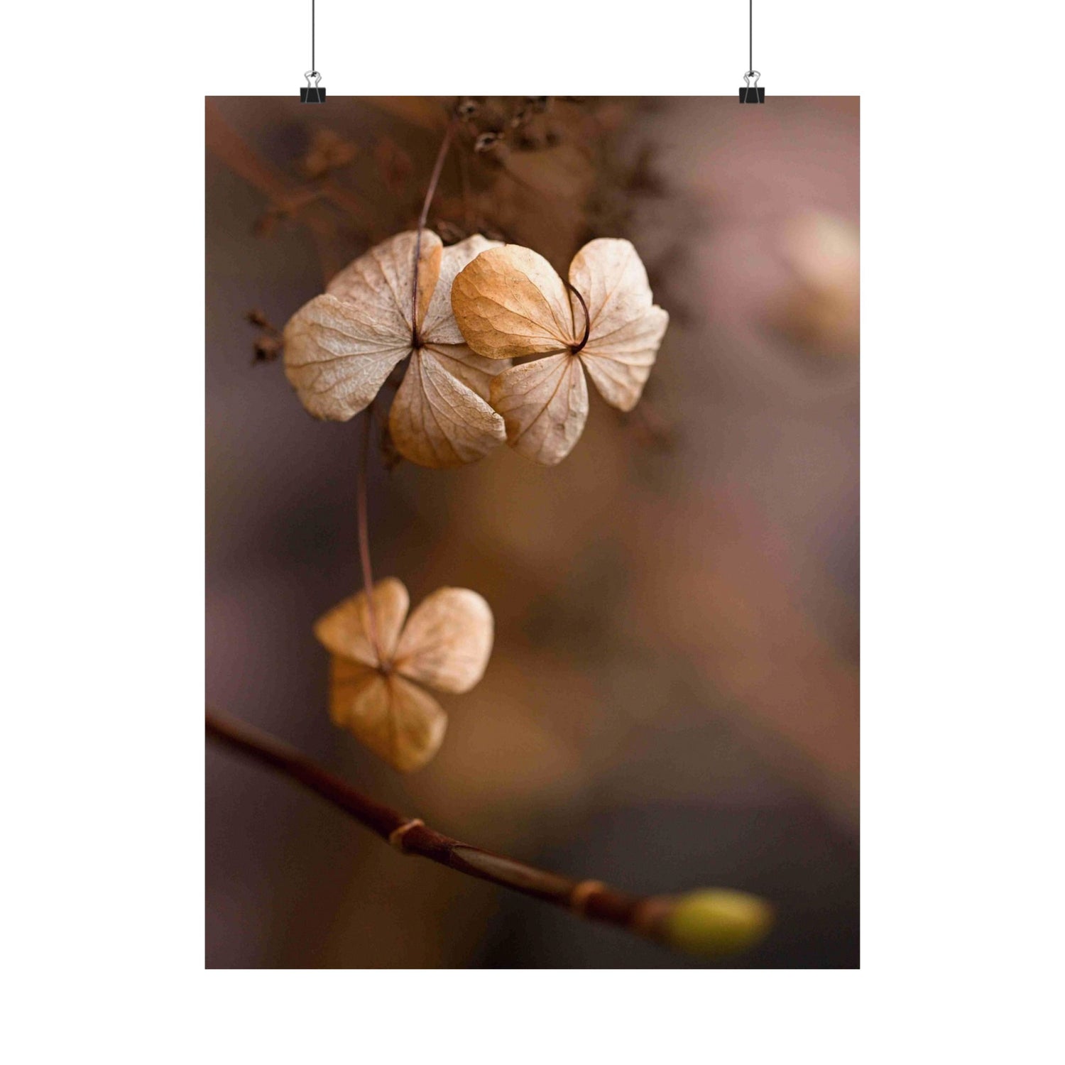 Dried flowers hanging from a branch with a blurred background